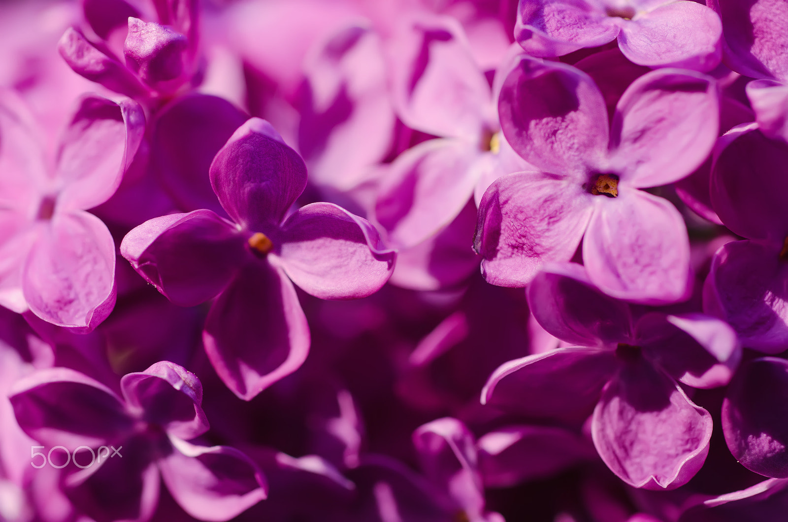 Nikon D7000 + Nikon AF Micro-Nikkor 60mm F2.8D sample photo. Lilac flowers macro photography