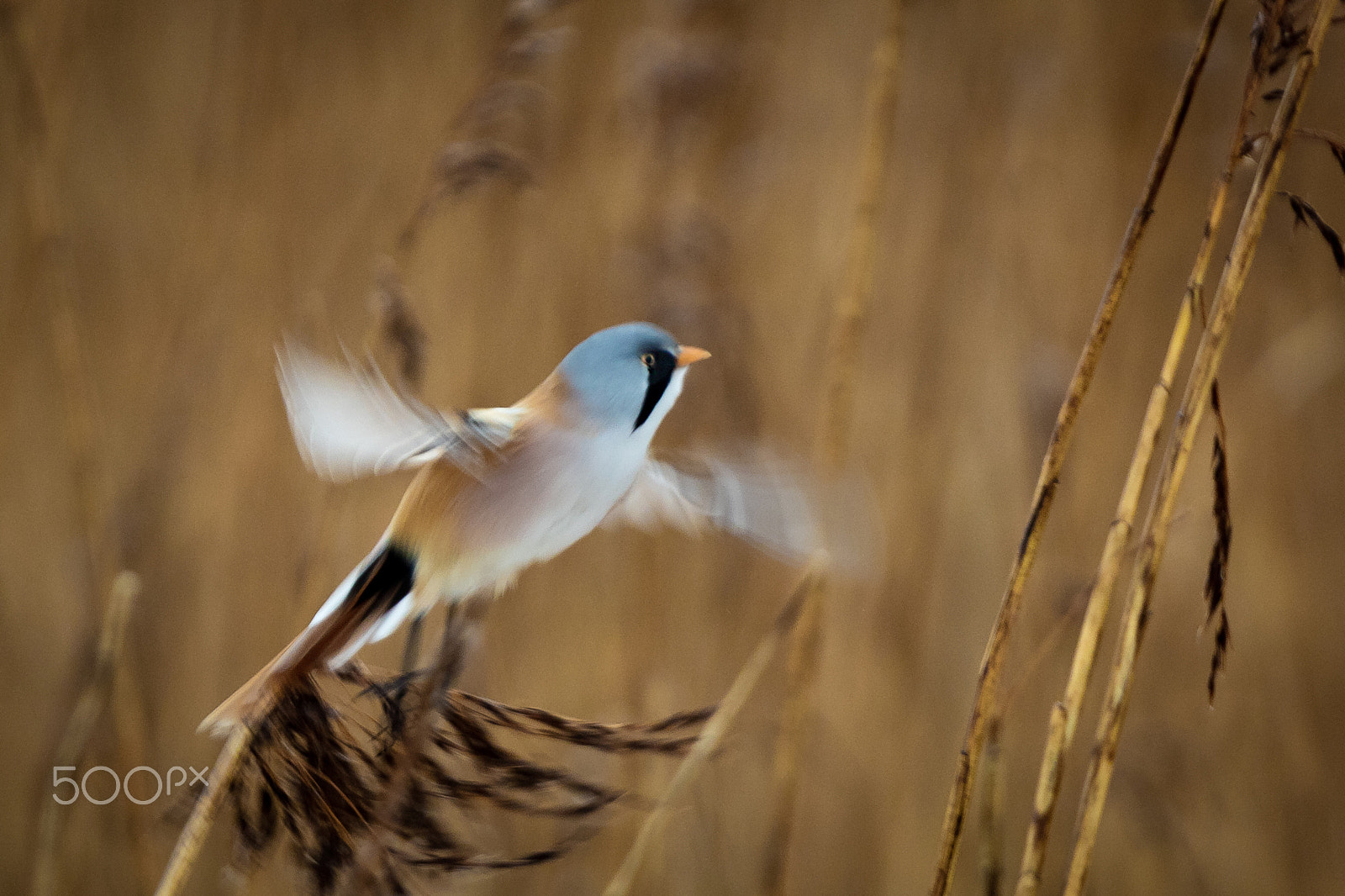 Canon EF 300mm F2.8L IS USM sample photo. Panurus biarmicus photography