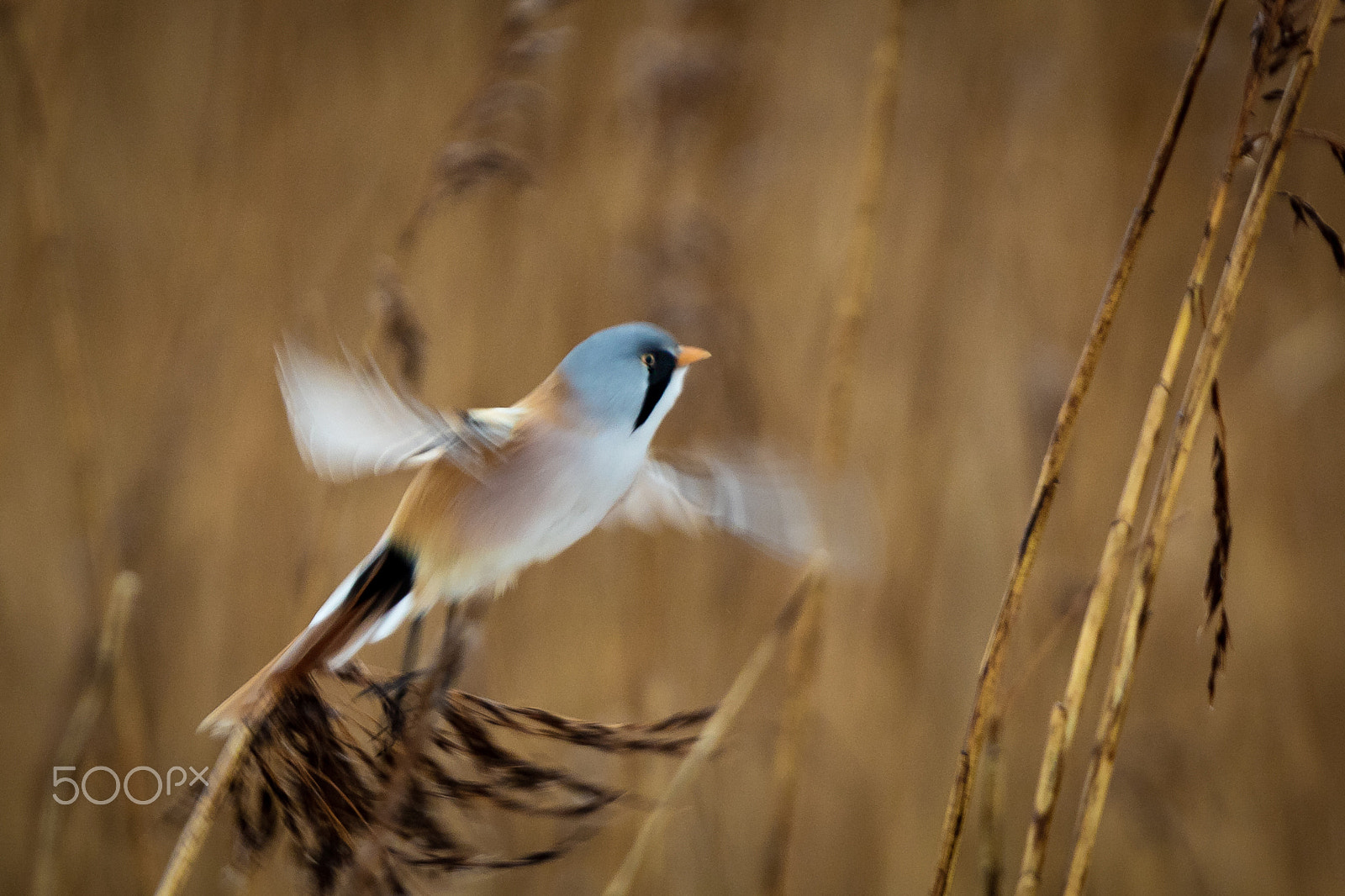 Canon EOS 5DS R sample photo. Panurus biarmicus photography