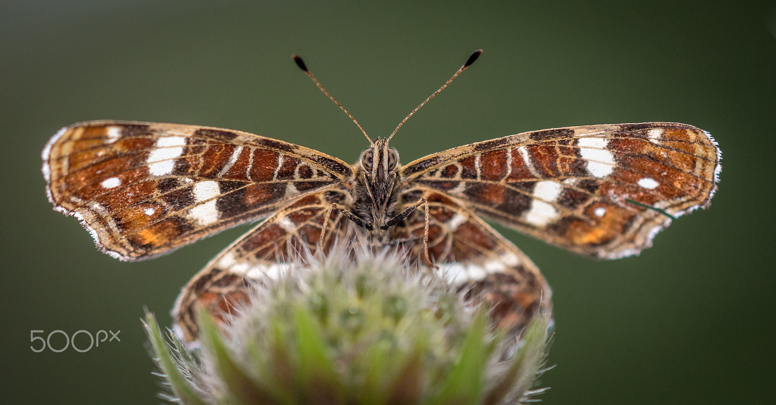 Canon EF 180mm F3.5L Macro USM sample photo. Araschnia levana photography