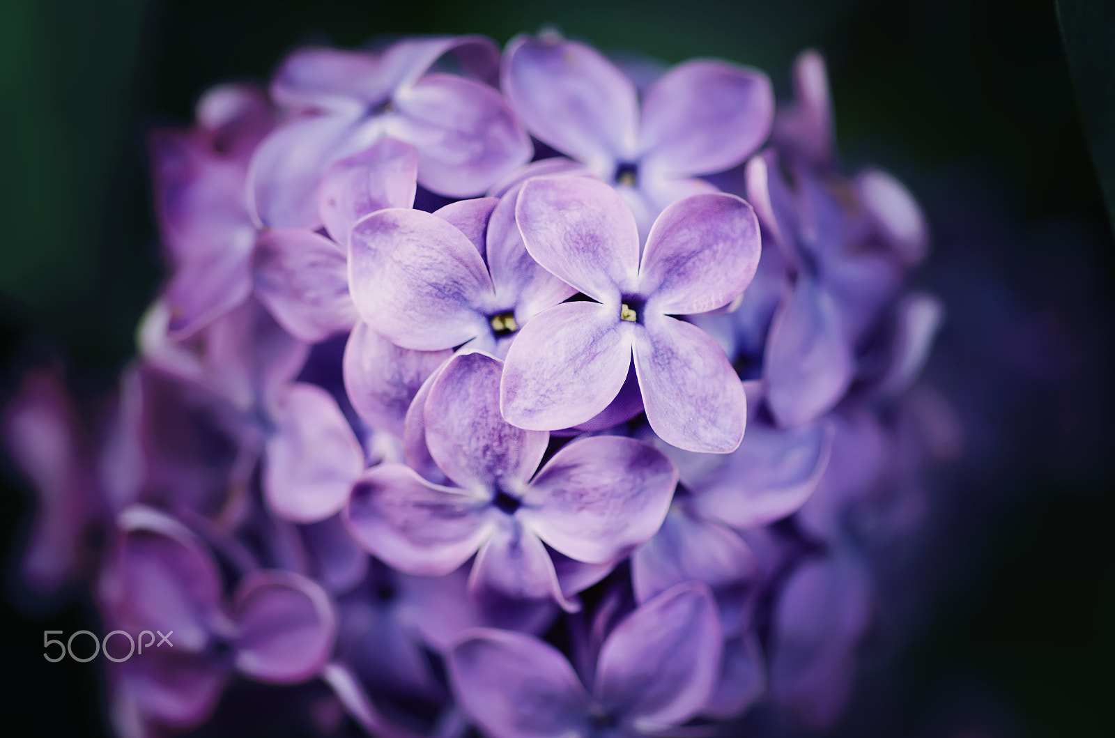 Nikon D7000 + Nikon AF Micro-Nikkor 60mm F2.8D sample photo. Lilac flowers macro photography