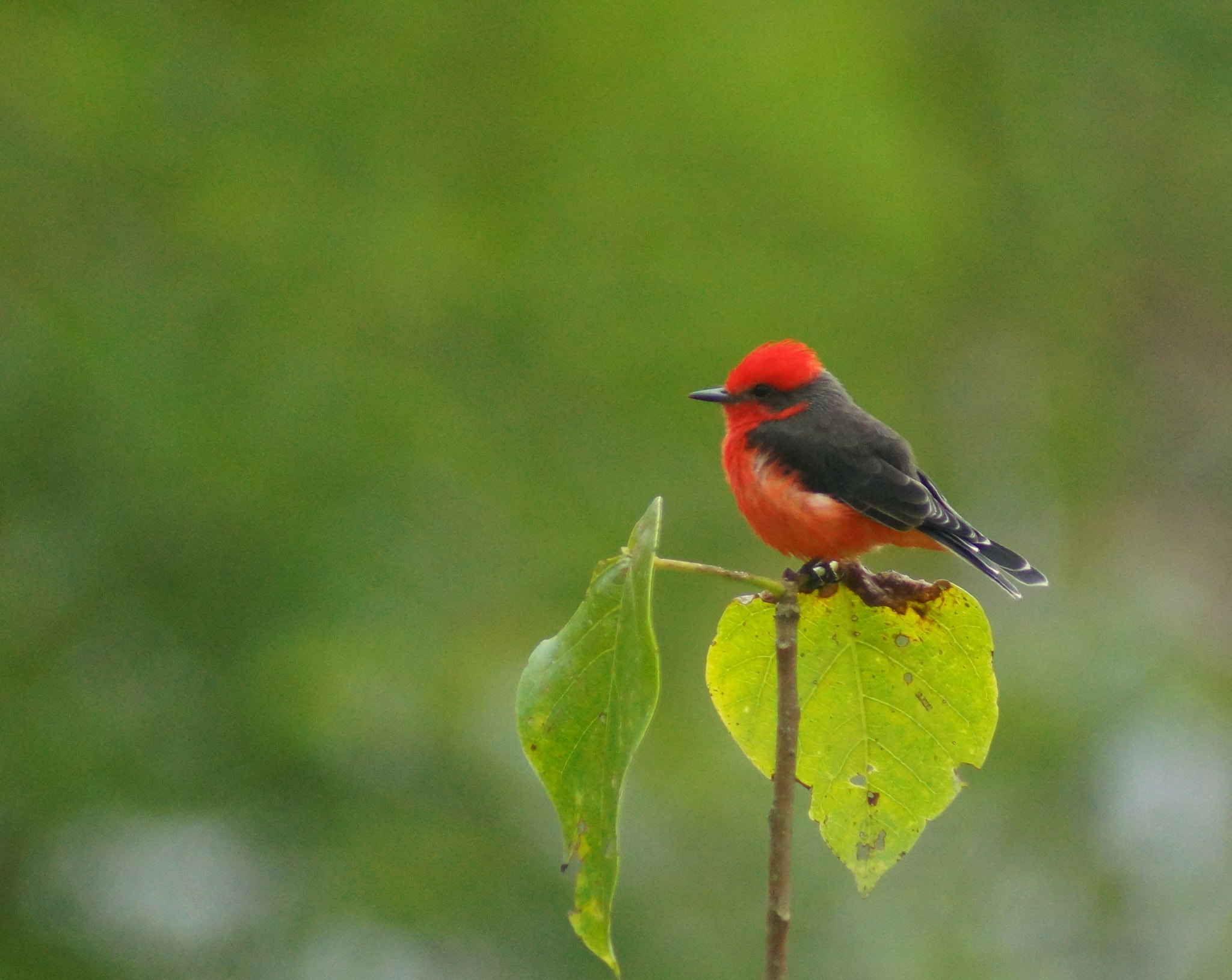 Sony 75-300mm F4.5-5.6 sample photo. Red vigilante photography