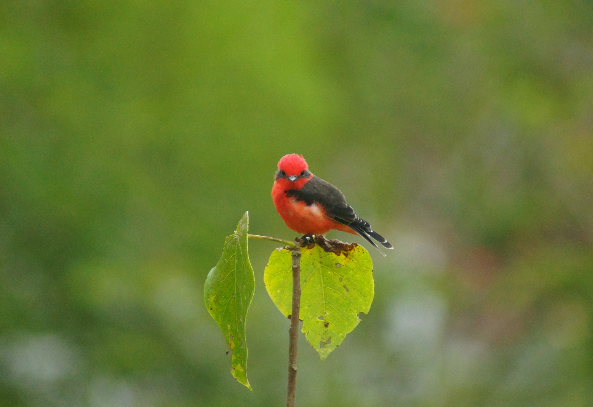 Sony 75-300mm F4.5-5.6 sample photo. ? photography