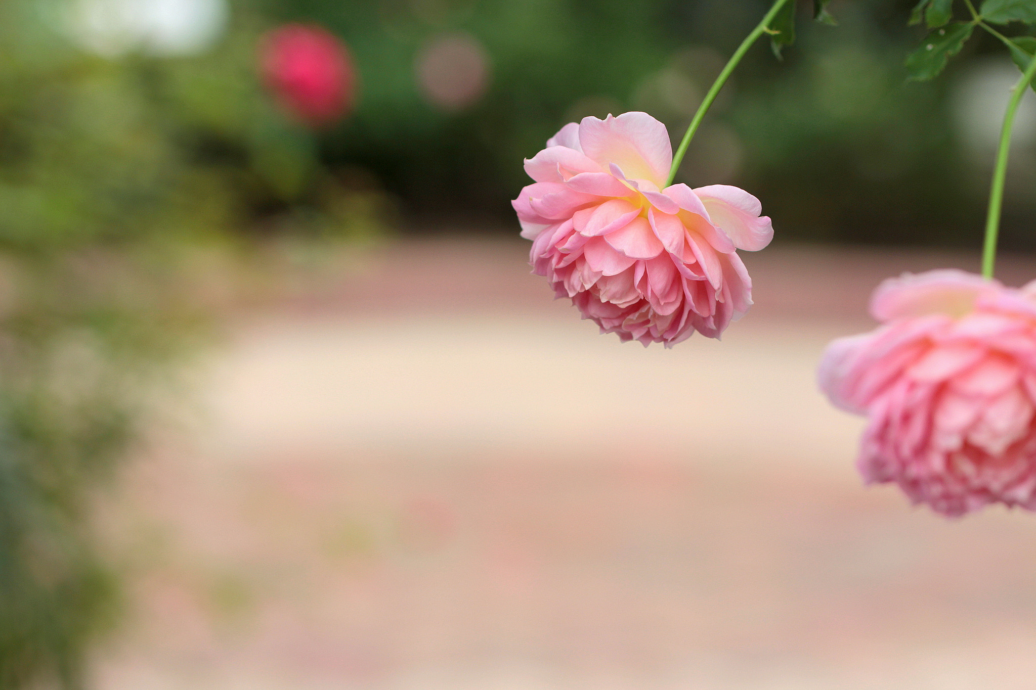Canon EOS 650D (EOS Rebel T4i / EOS Kiss X6i) sample photo. Rose garden photography
