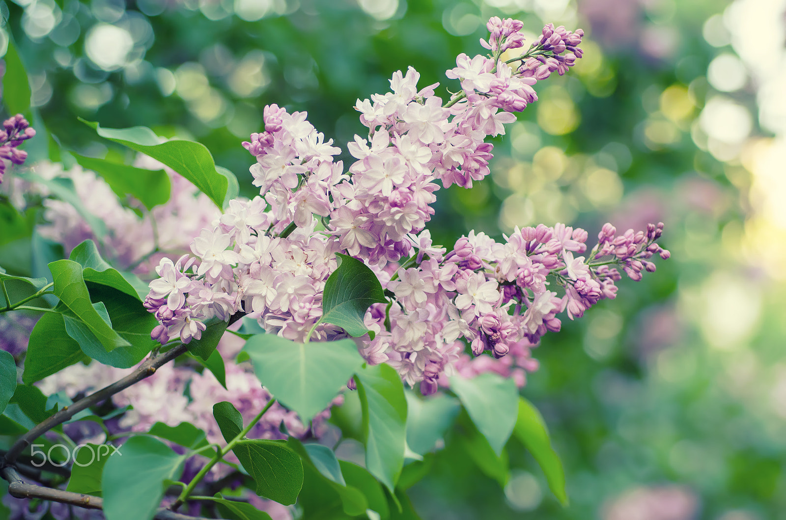 Nikon D7000 + Nikon AF Micro-Nikkor 60mm F2.8D sample photo. Spring lilac flowers photography