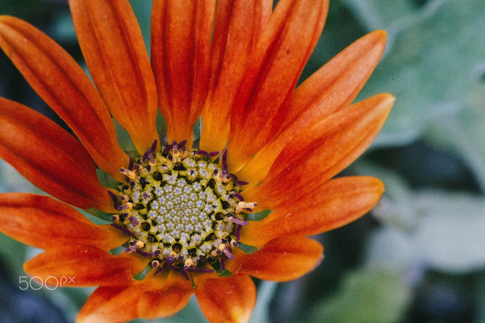 Sigma APO Macro 150mm f/2.8 EX DG HSM sample photo. Central park flower photography