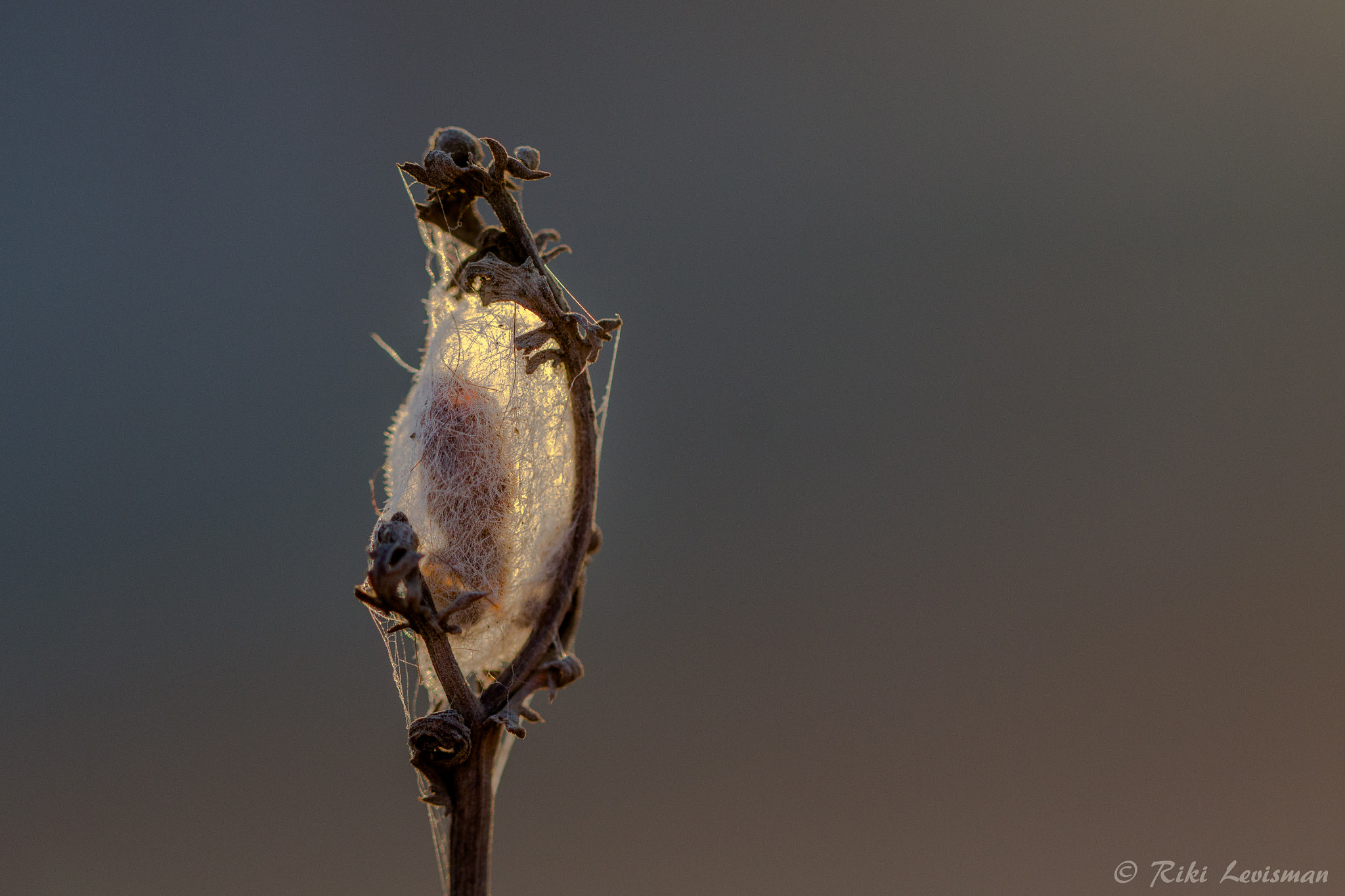 Canon EF 100mm F2.8L Macro IS USM sample photo. Creation photography