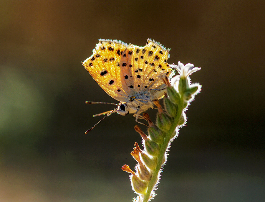 Pentax K20D + smc PENTAX-FA Macro 100mm F2.8 sample photo. Buterfly light photography