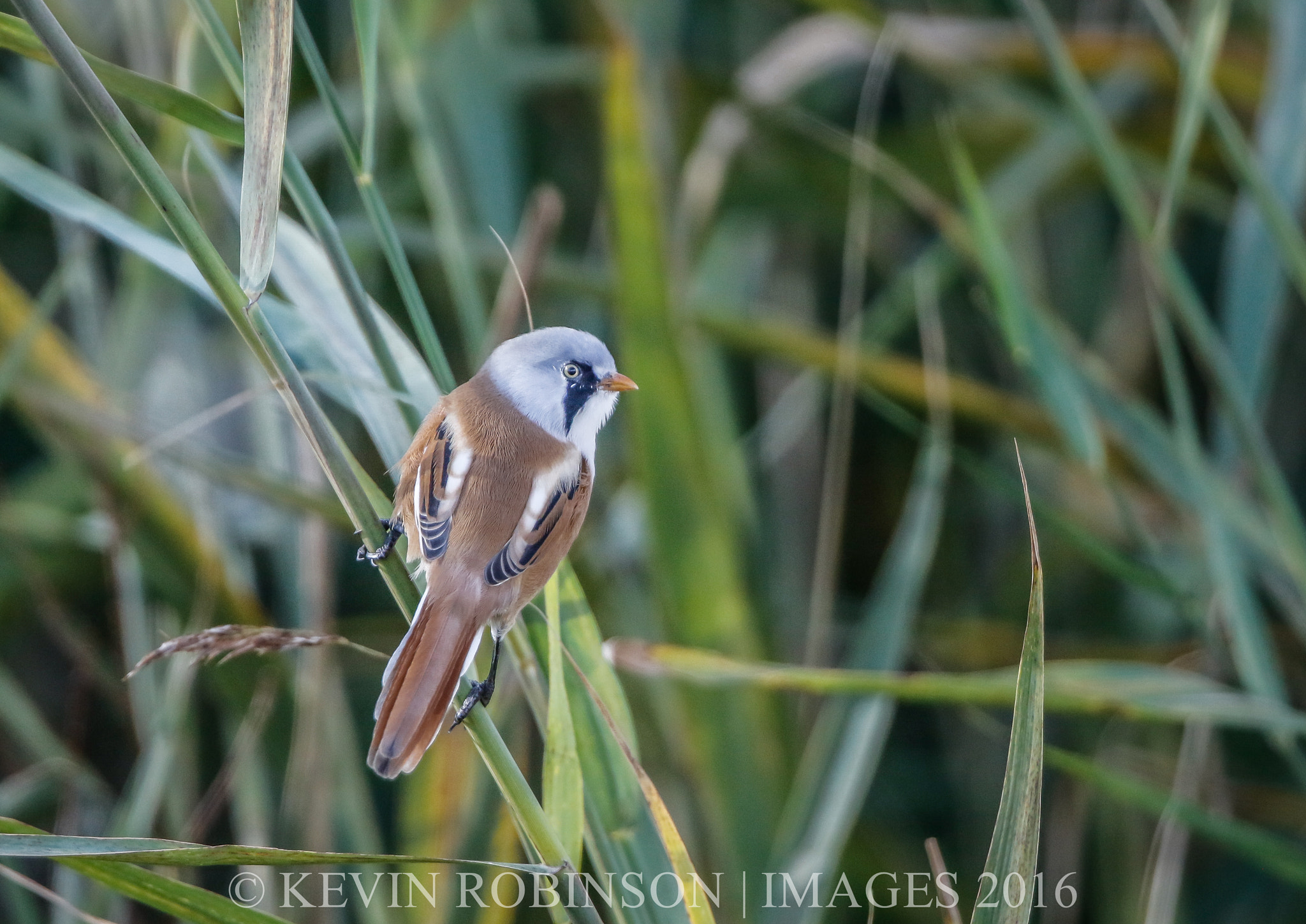 Canon EF 300mm F2.8L IS II USM sample photo. Dm photography