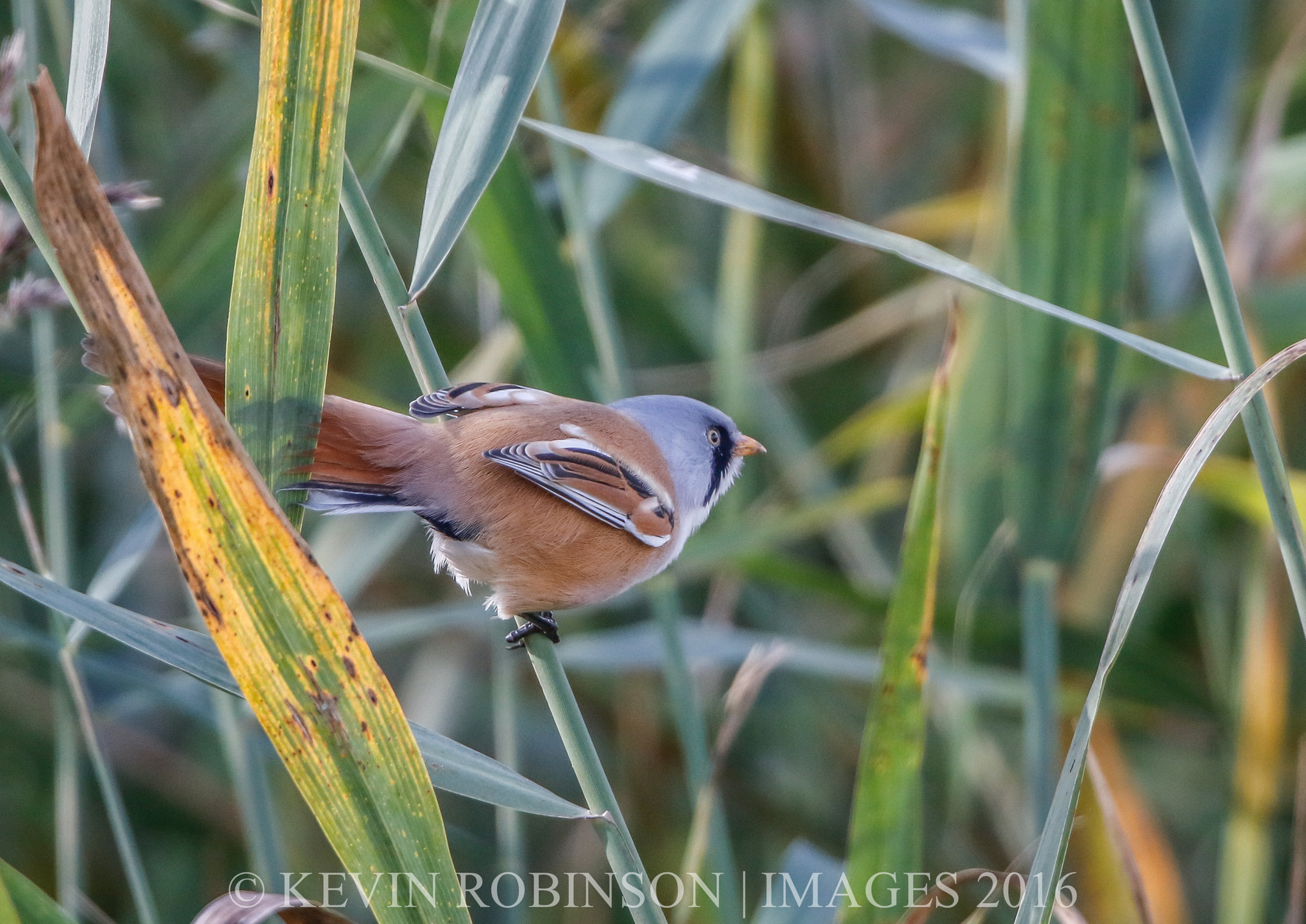 Canon EF 300mm F2.8L IS II USM sample photo. Dm photography