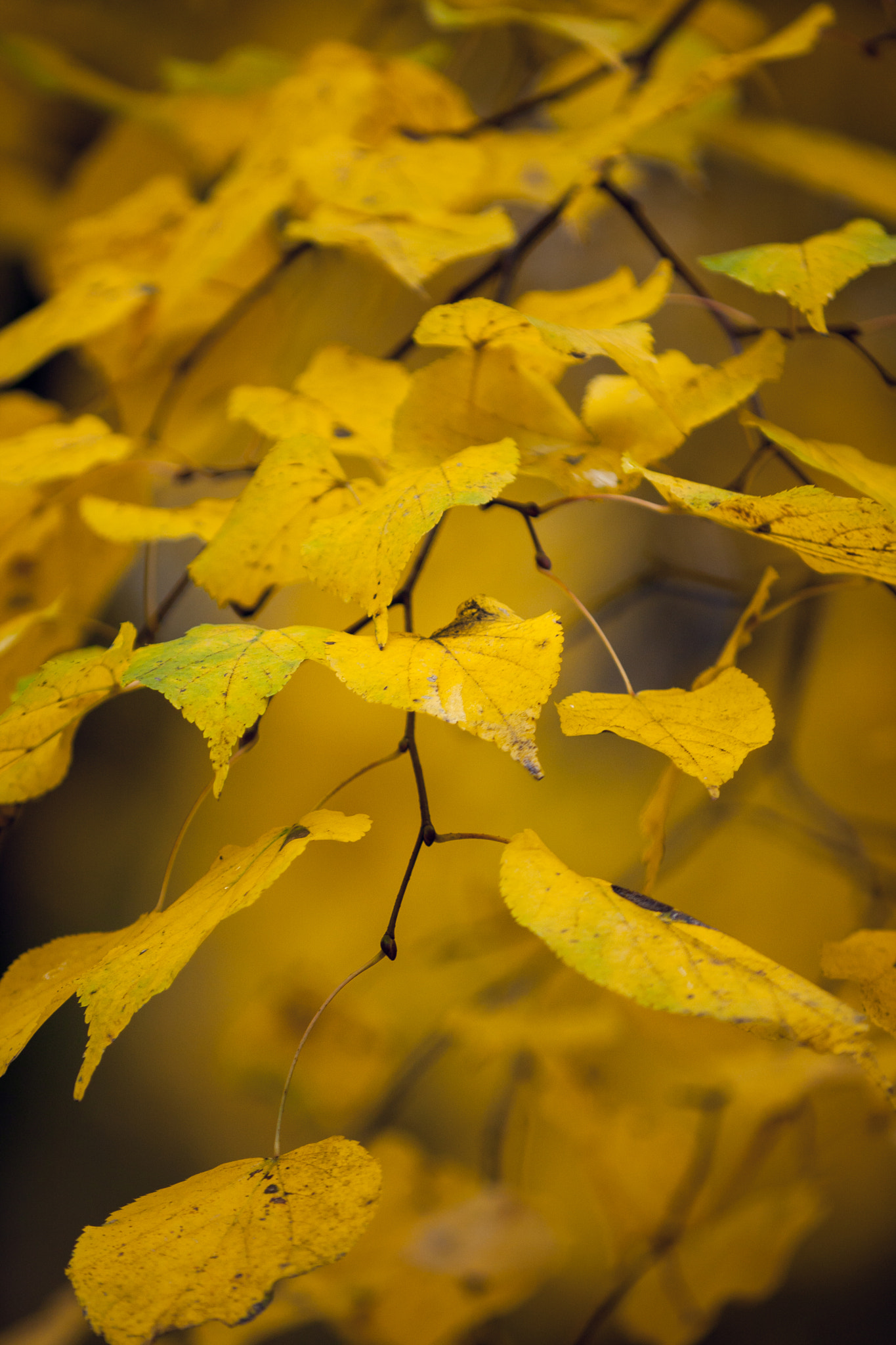 Canon EOS 40D + Canon EF 80-200mm f/2.8L sample photo. Autumn. photography