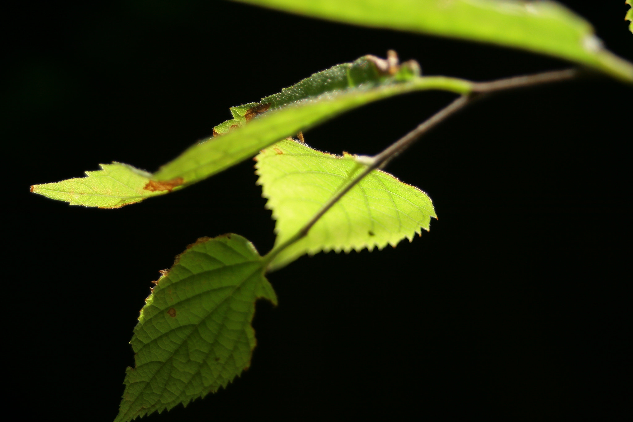 Canon EF 28-80mm f/3.5-5.6 USM IV sample photo. Sun leaf photography