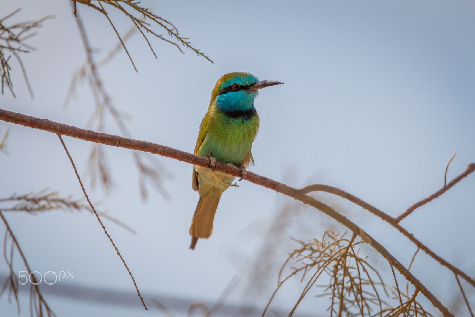 Canon EOS 700D (EOS Rebel T5i / EOS Kiss X7i) + Tamron SP 150-600mm F5-6.3 Di VC USD sample photo. Green bee-eater in the desert photography