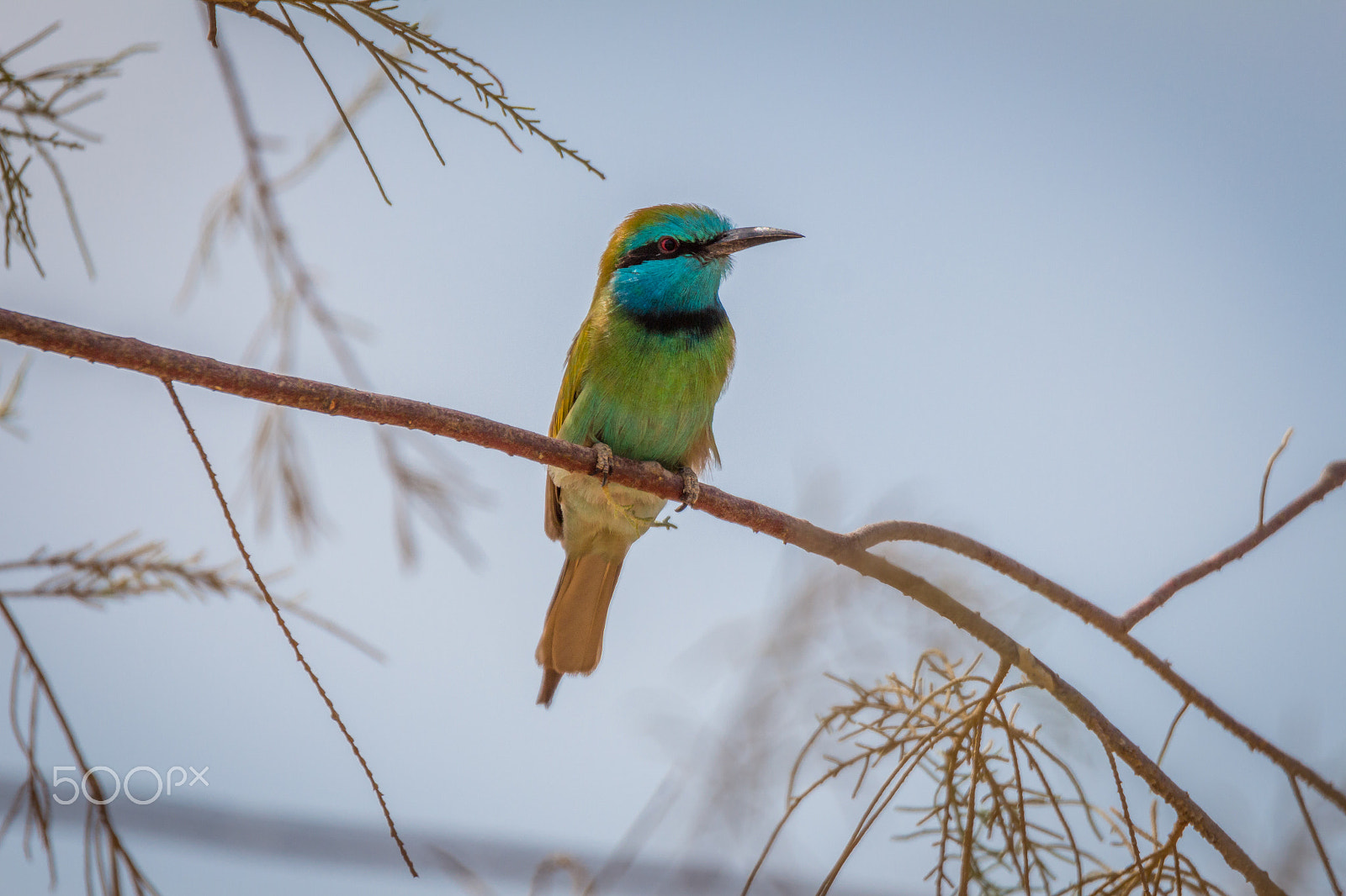 Tamron SP 150-600mm F5-6.3 Di VC USD sample photo. Green bee-eater in the desert photography