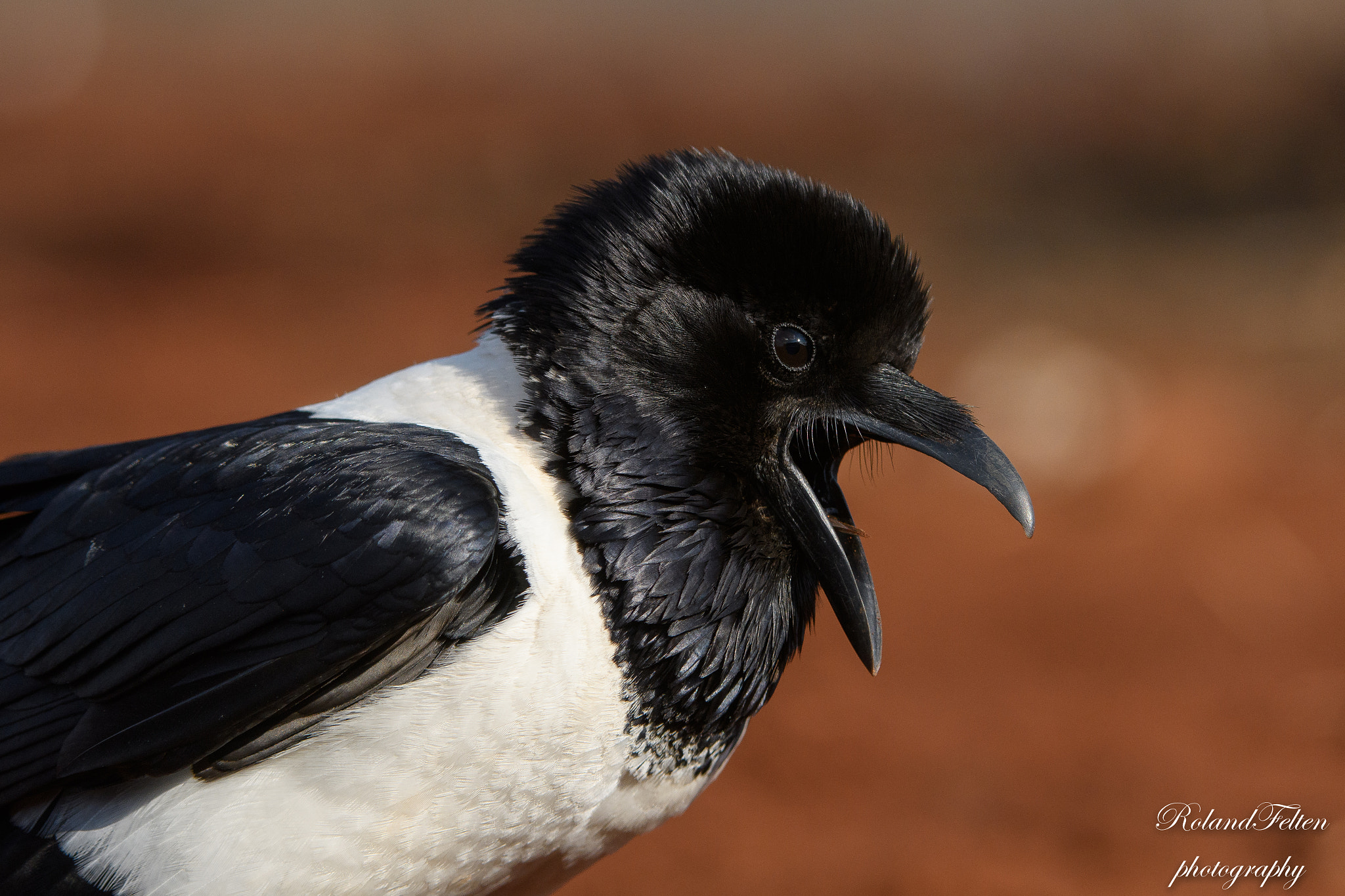 Nikon D500 sample photo. Pied crow photography