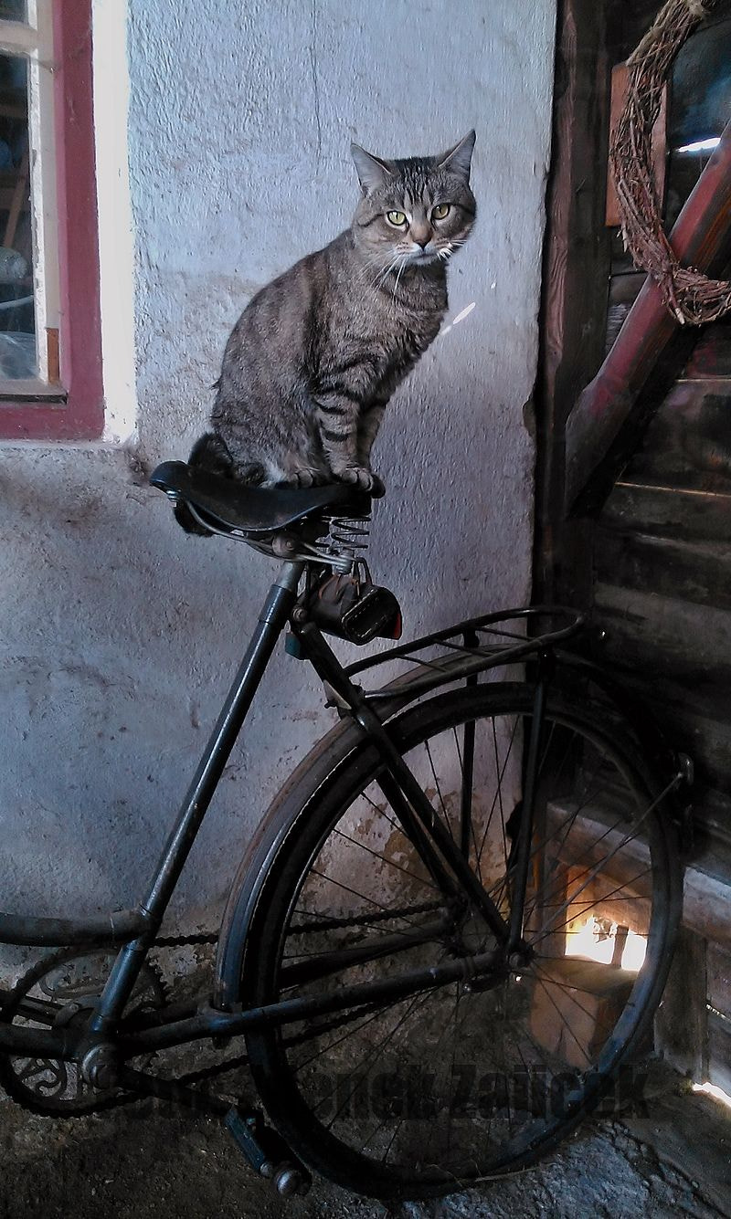 Sony Xperia L sample photo. Cat named vratislav photography