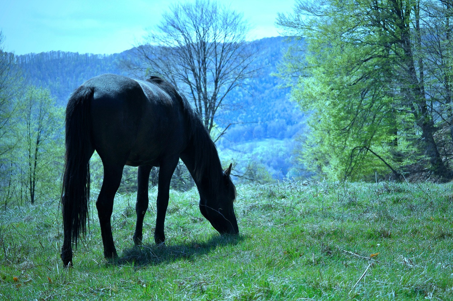 Nikon D5000 sample photo. Cal photography