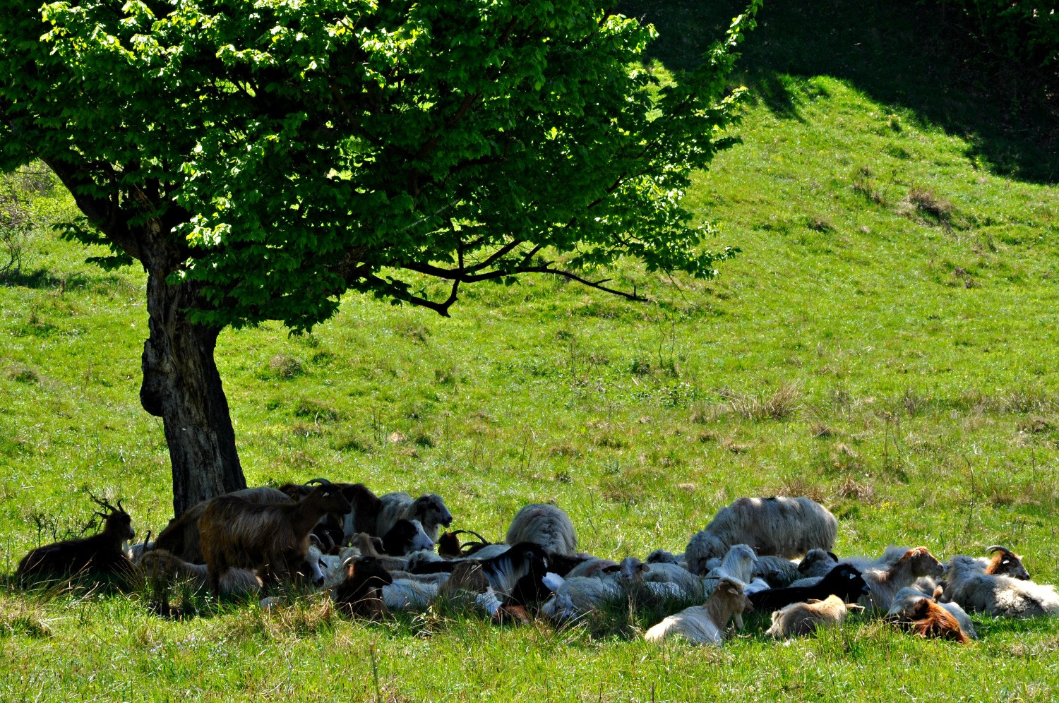 Nikon D5000 sample photo. Caprelaumbr photography
