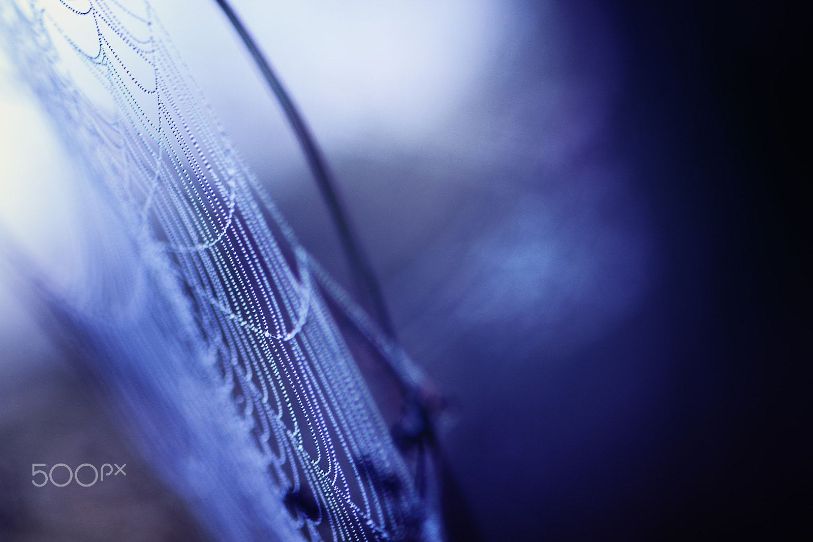 Nikon AF-S Micro-Nikkor 105mm F2.8G IF-ED VR sample photo. Elegancia iii photography