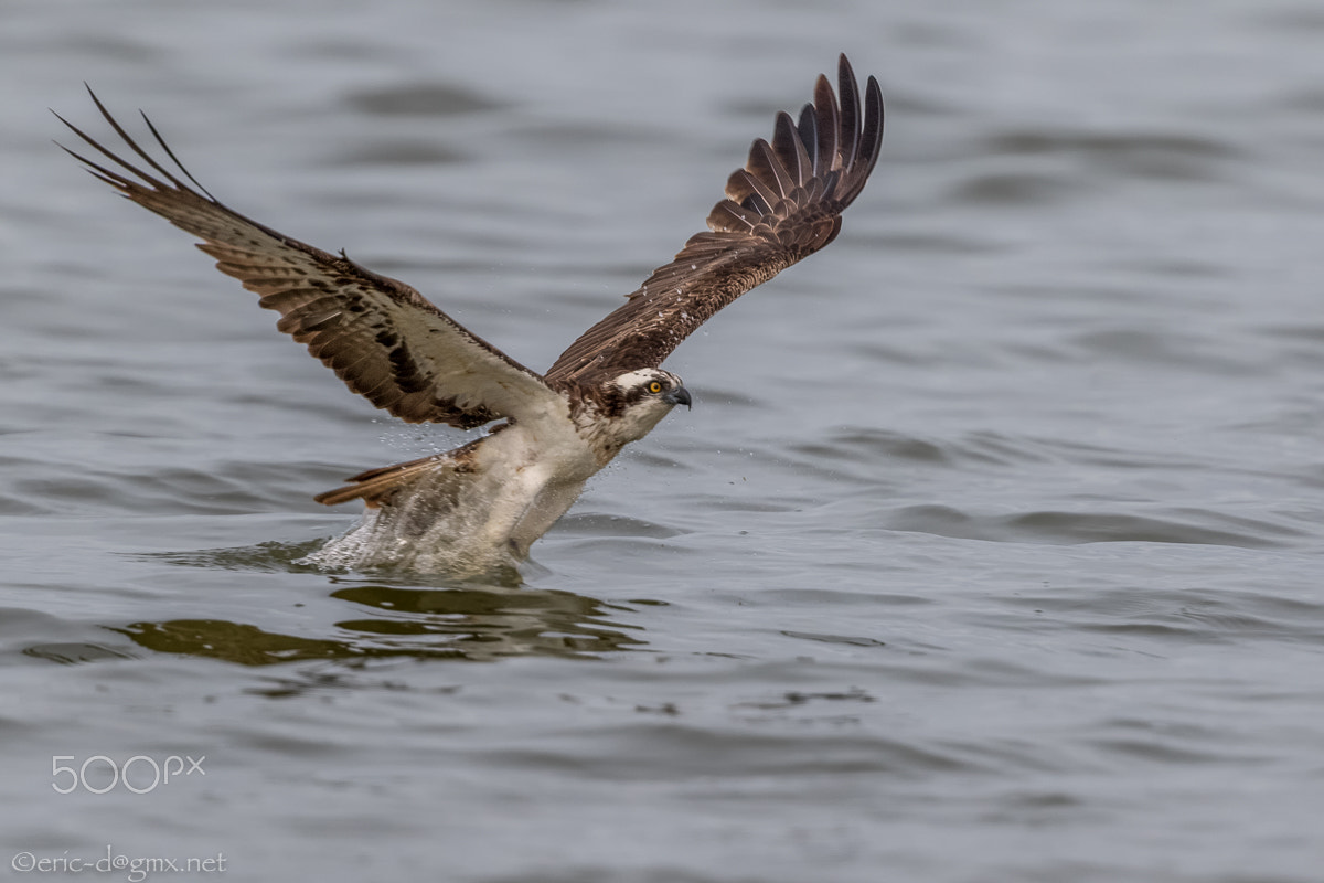 Canon EOS 7D Mark II sample photo. The fishing osprey photography