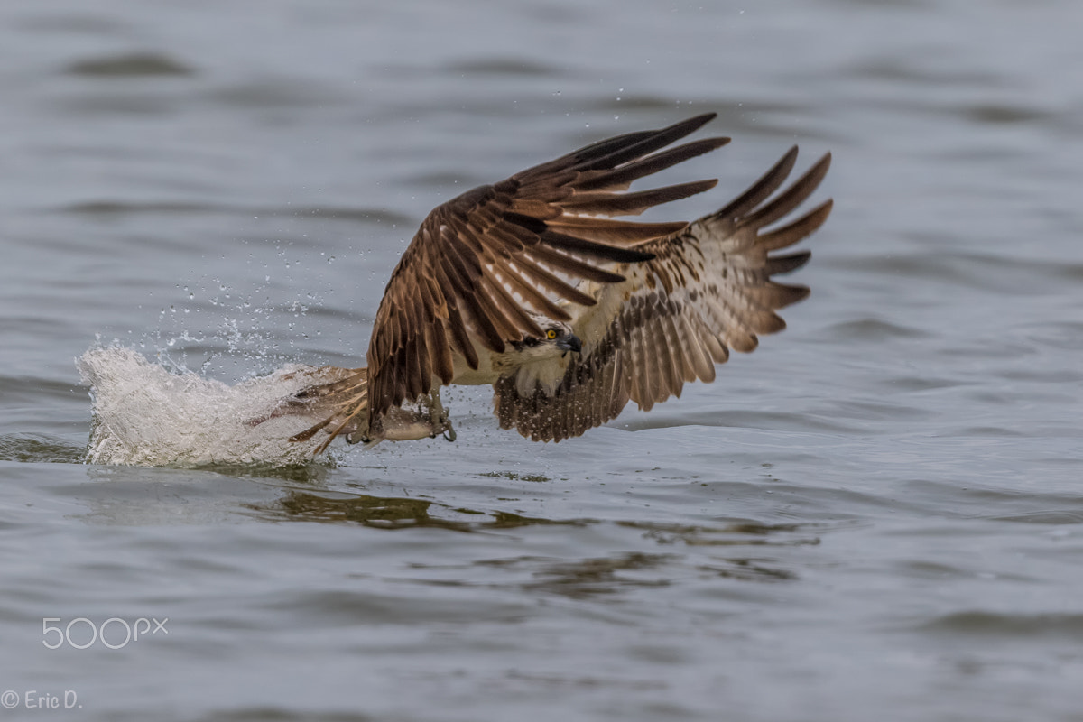 Canon EF 400mm F4 DO IS II USM sample photo. The fishing osprey photography