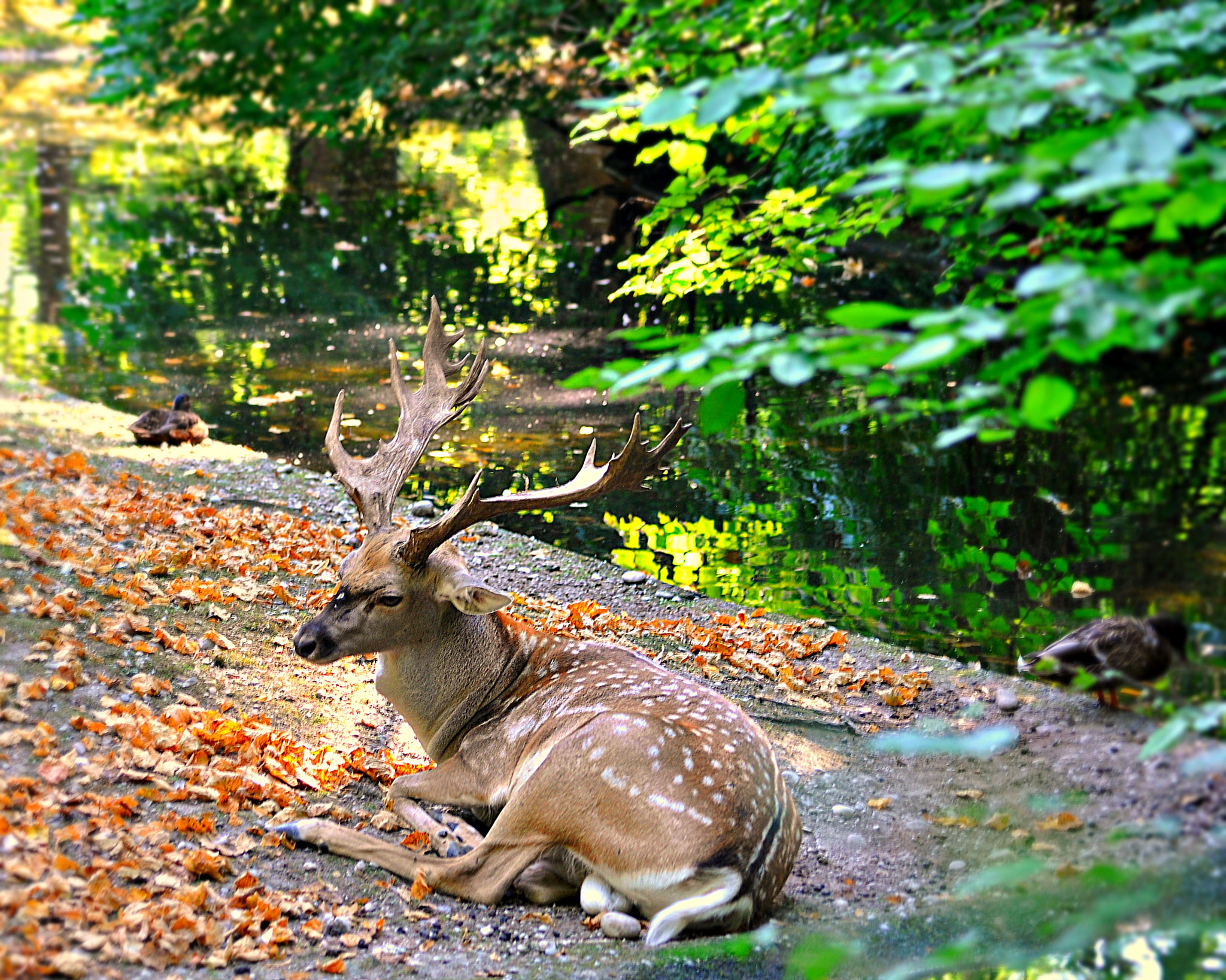 Nikon D5000 sample photo. Cerb photography