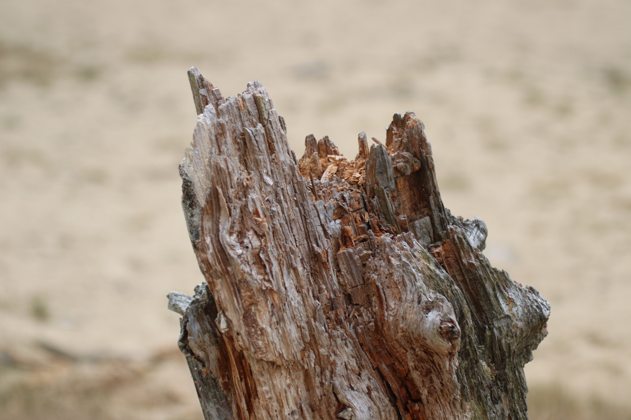Canon EF 100-400mm F4.5-5.6L IS USM sample photo