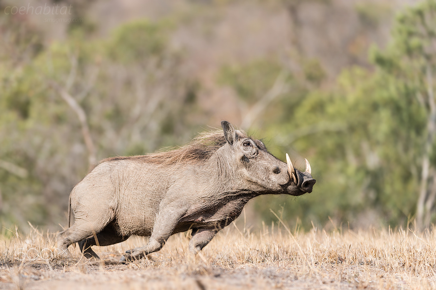 Nikon AF-S Nikkor 200-400mm F4G ED-IF VR sample photo. 'i'm off'........ photography