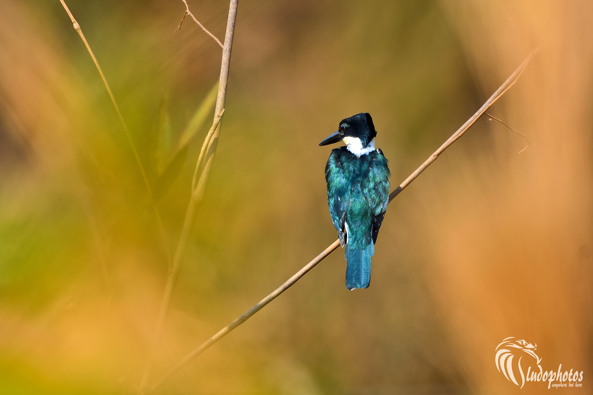 Nikon AF-S Nikkor 200-400mm F4G ED-IF VR sample photo. Martim-pescador pequeno ♀ photography