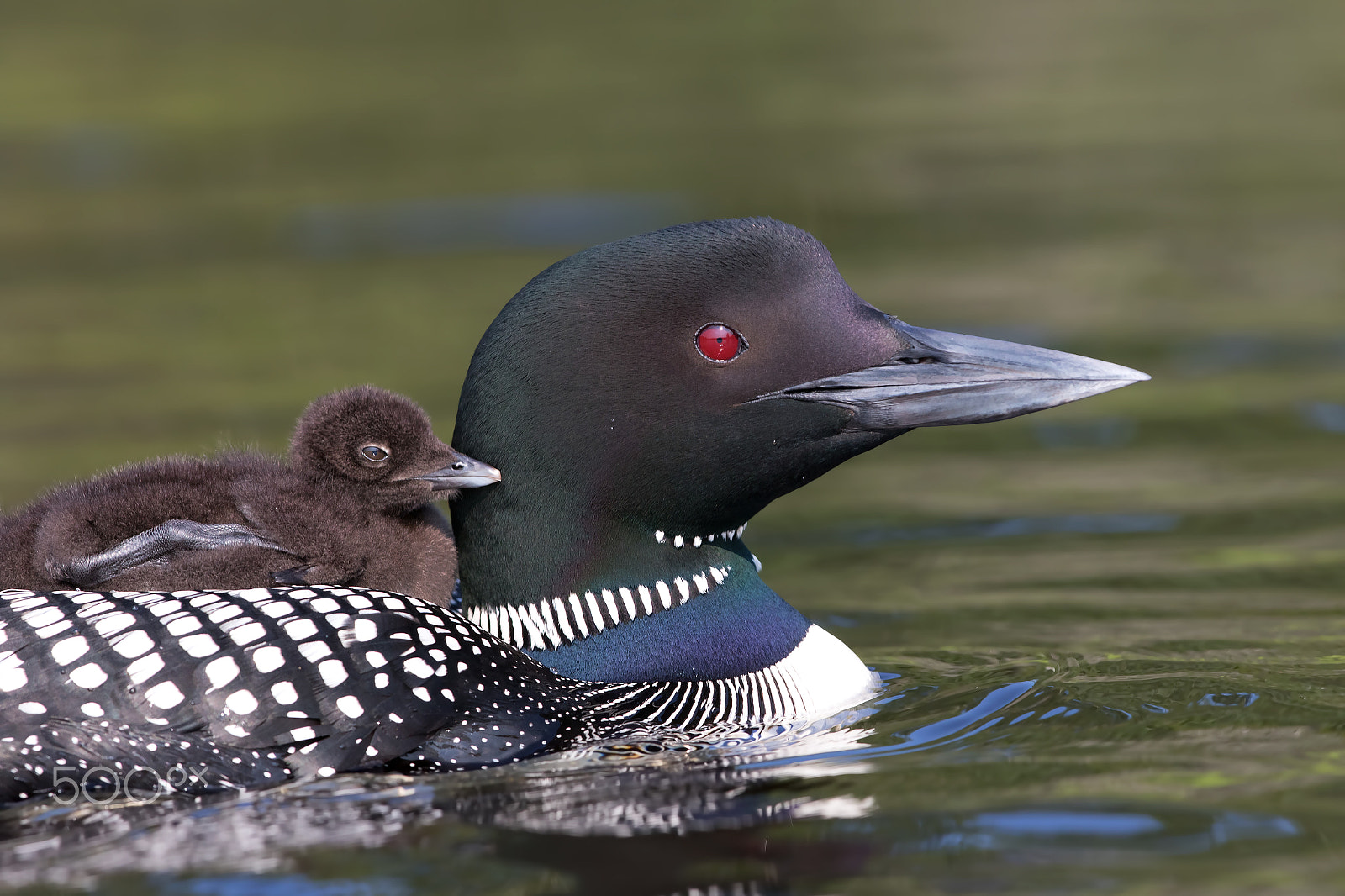 Canon EOS 7D Mark II + Canon EF 300mm F2.8L IS II USM sample photo. Common loon swimming with chick on her back photography