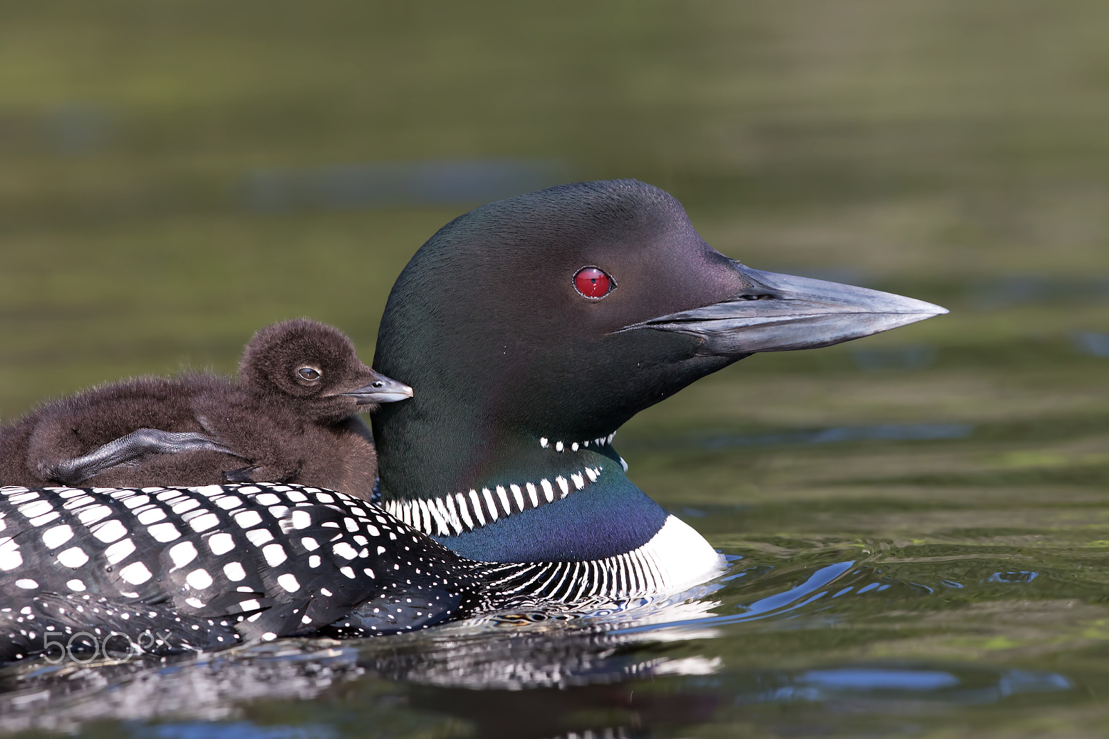 Canon EF 300mm F2.8L IS II USM sample photo. Common loon swimming with chick on her back photography