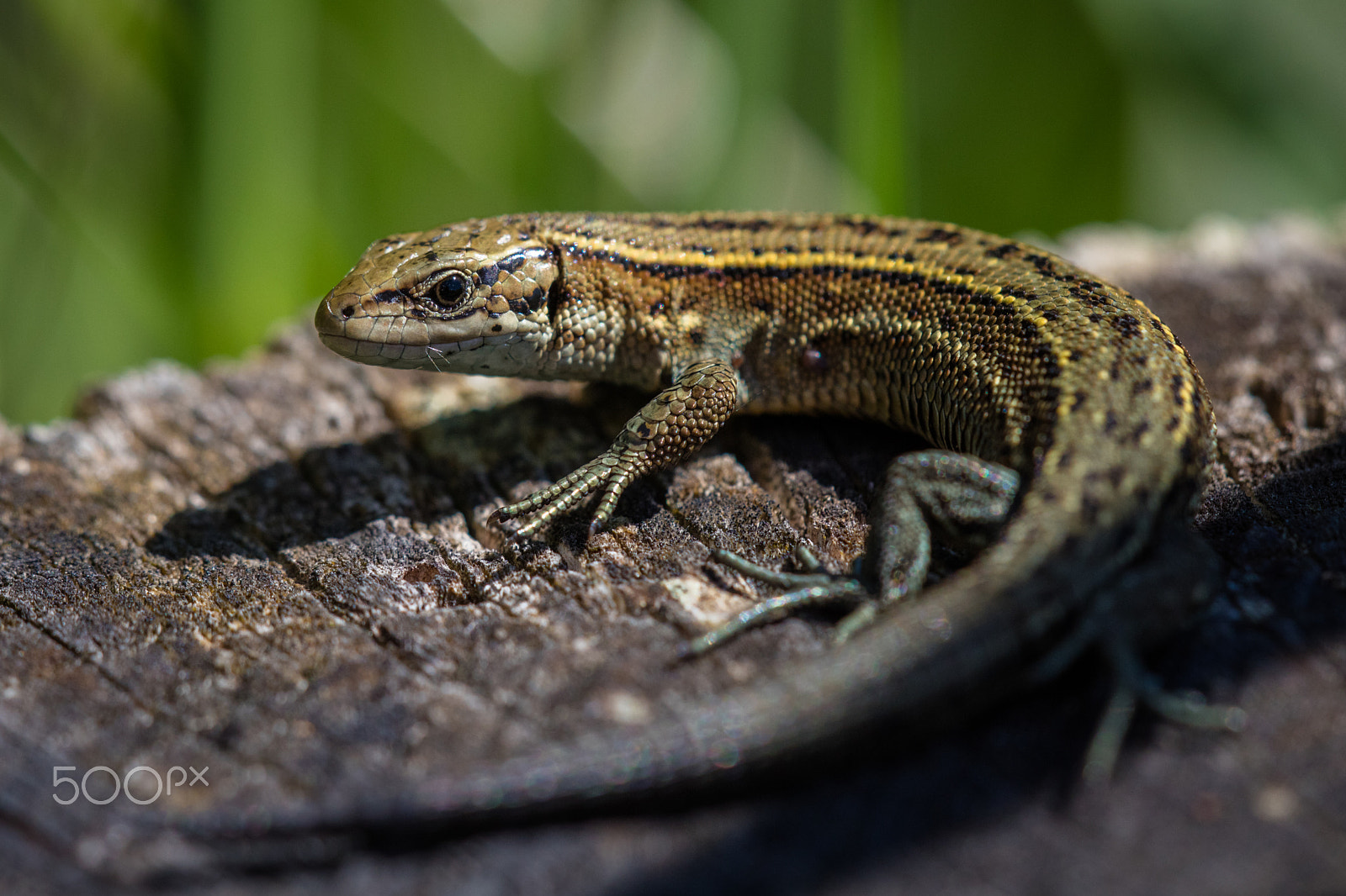 Canon EF 180mm F3.5L Macro USM sample photo. Common lizard photography