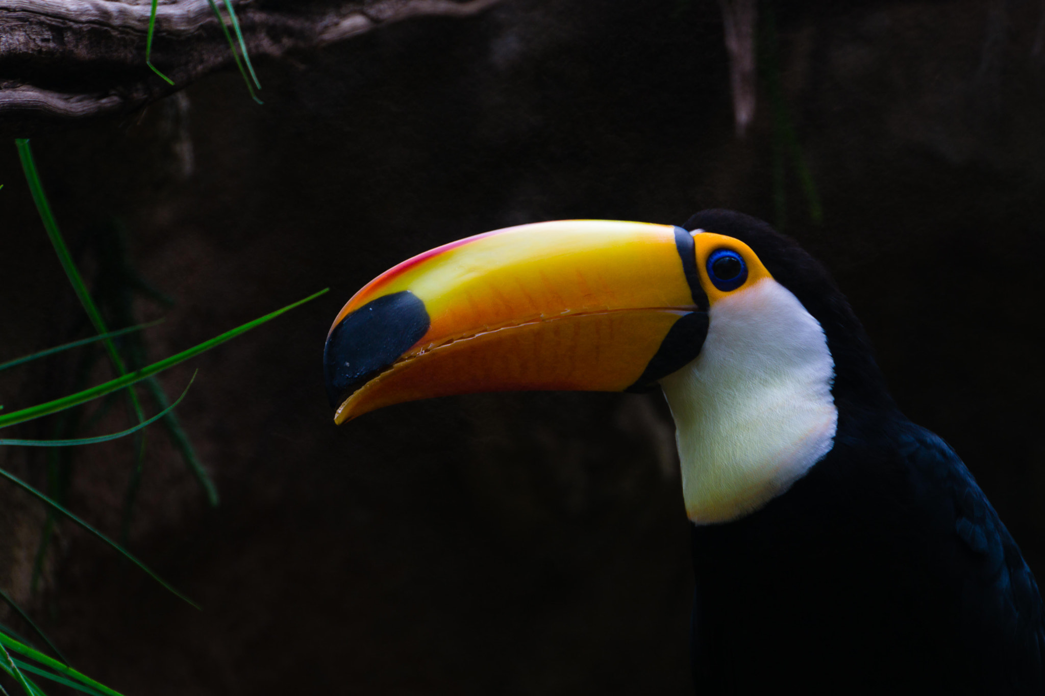 Sony E 18-200mm F3.5-6.3 OSS sample photo. Toucan photography