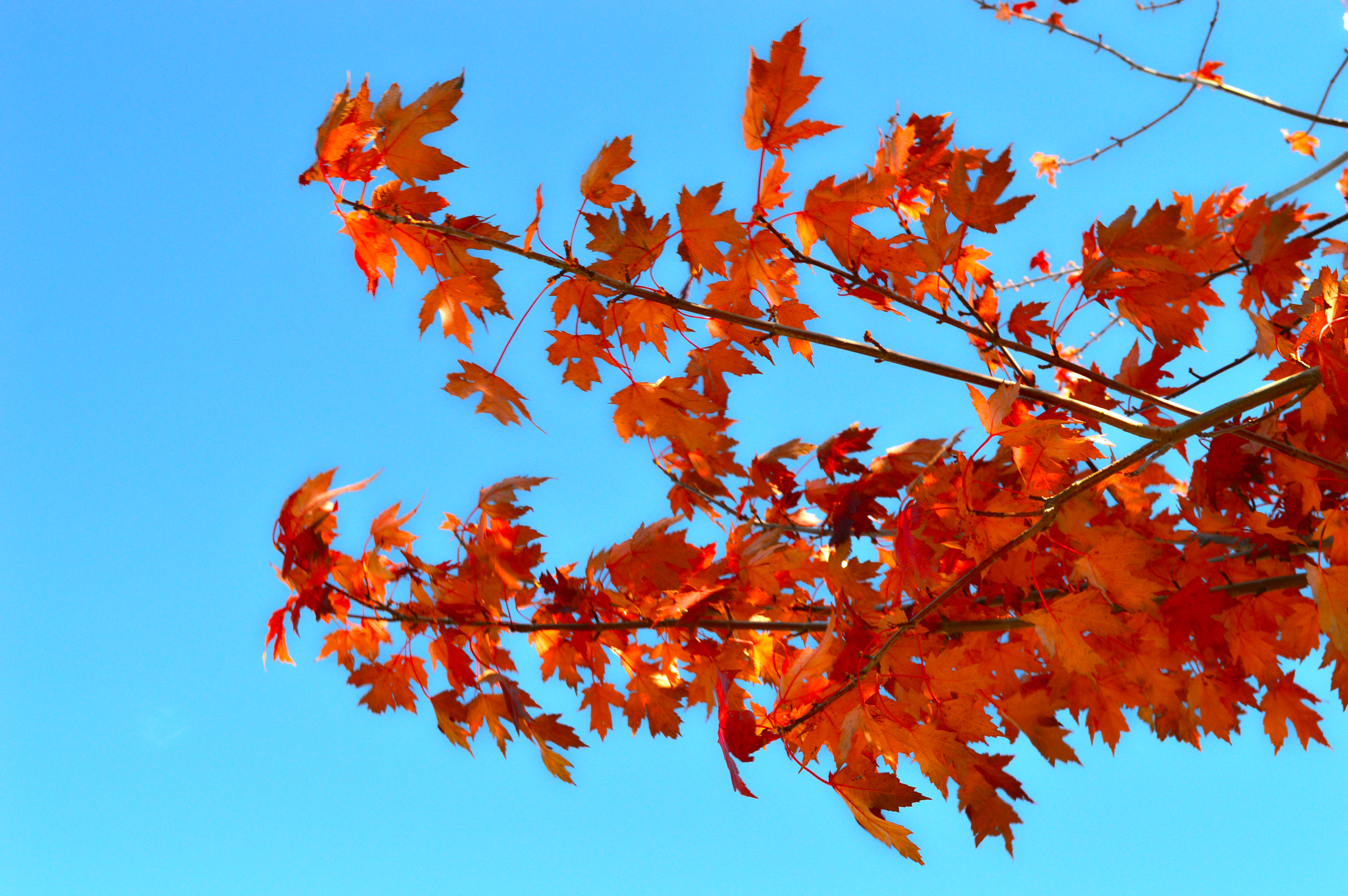 AF Zoom-Nikkor 35-105mm f/3.5-4.5 sample photo. Leaves of fall photography