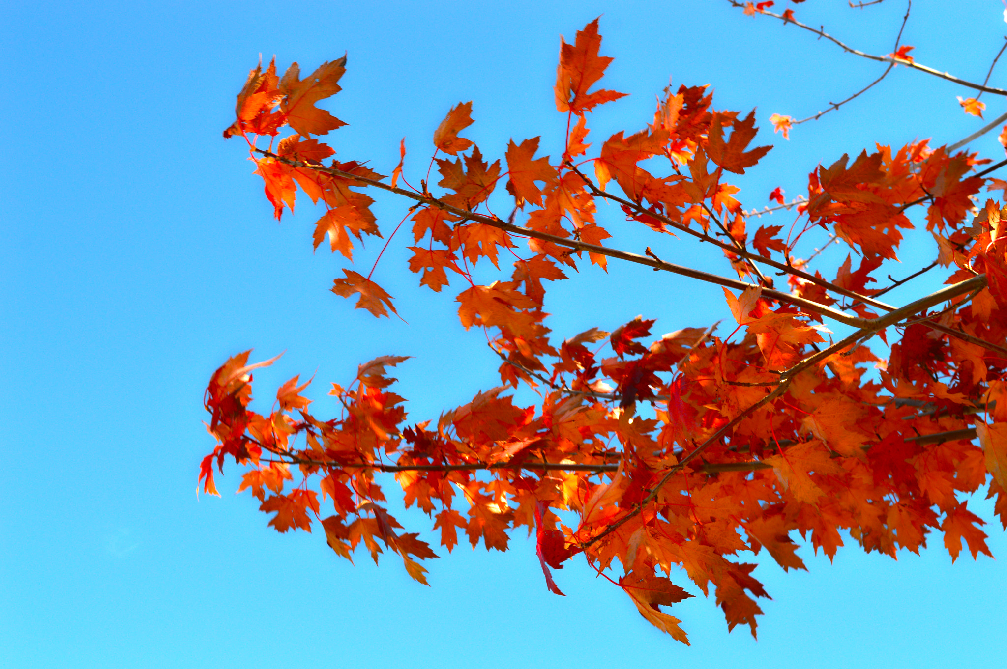AF Zoom-Nikkor 35-105mm f/3.5-4.5 sample photo. Leaves of fall photography