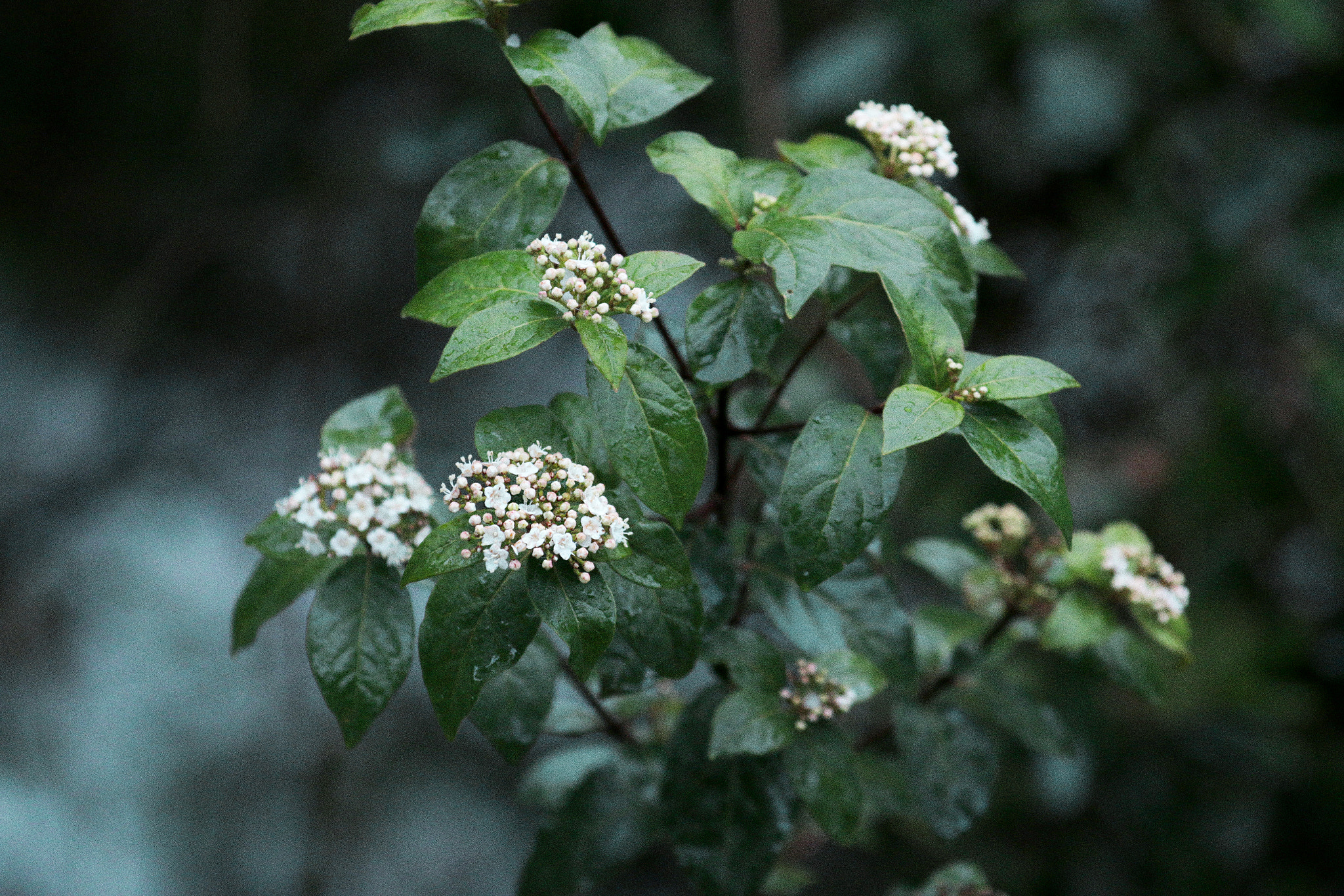 Canon EOS 70D + Canon EF 80-200mm f/2.8L sample photo. Grandma photography