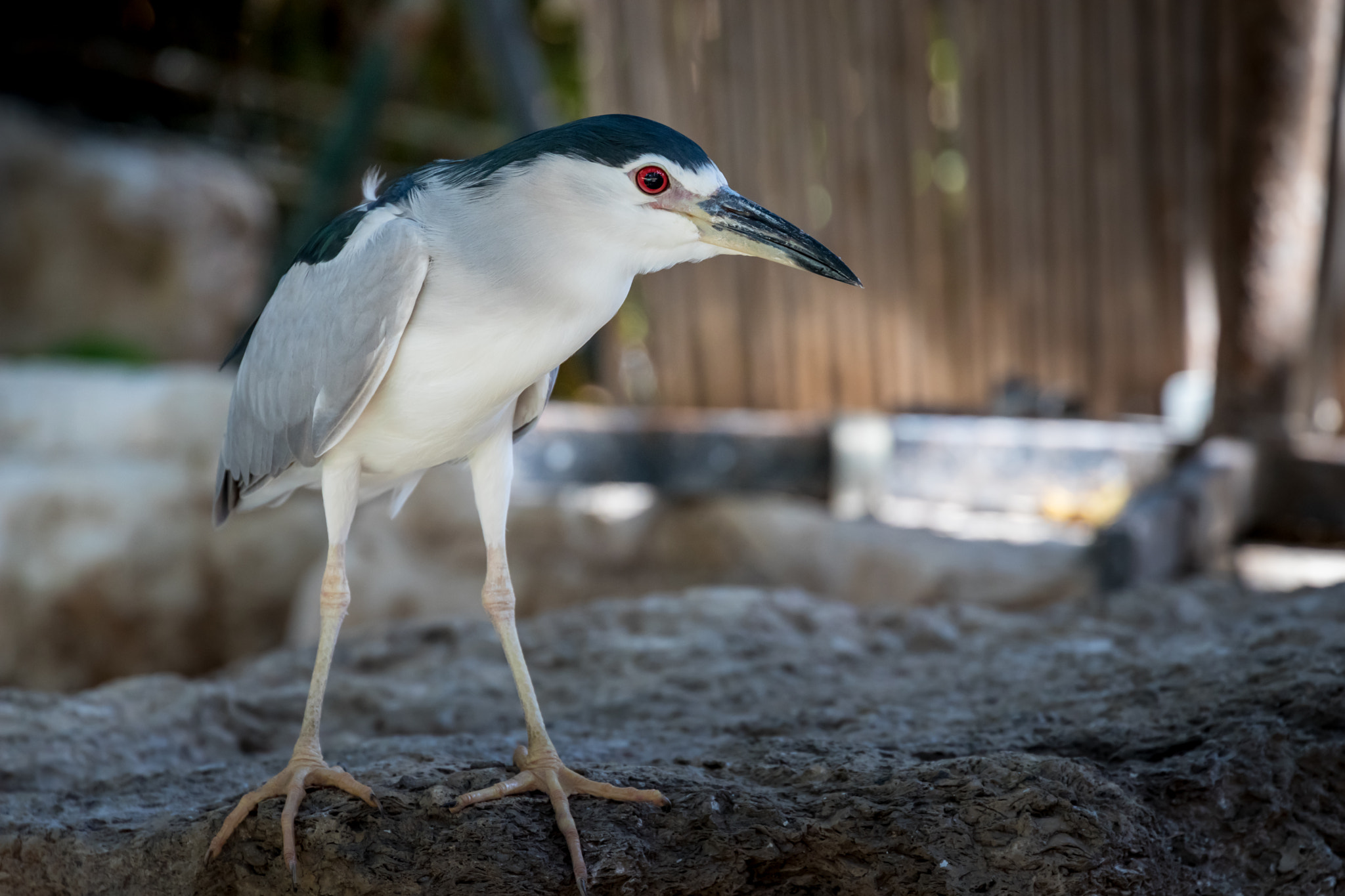 Canon EF 70-300mm F4-5.6L IS USM sample photo. Zoo life photography