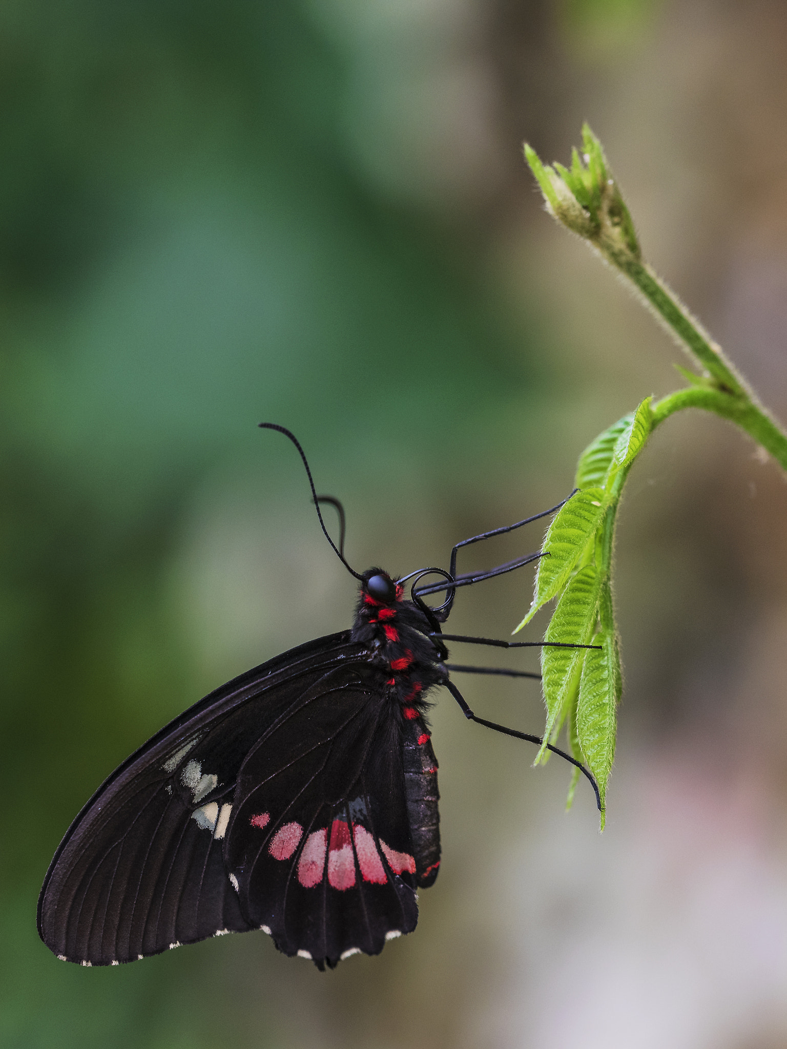 Sigma 150mm F2.8 EX DG OS Macro HSM sample photo. Beautiful butterfly photography