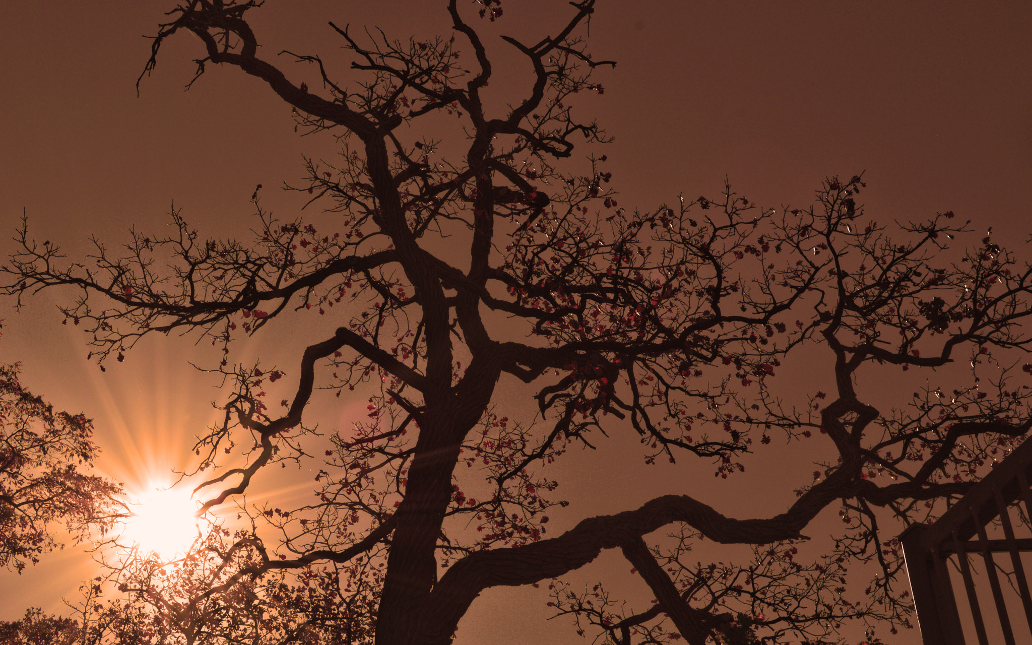 Nikon D3200 + Nikon AF Nikkor 105mm F2D DC sample photo. Spooky tree photography