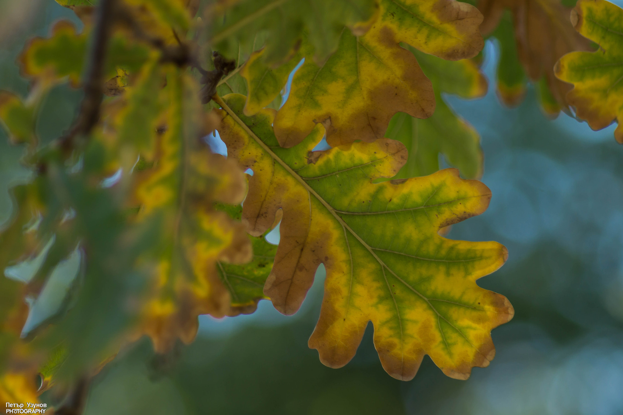 Sony 75-300mm F4.5-5.6 sample photo. Fall photography