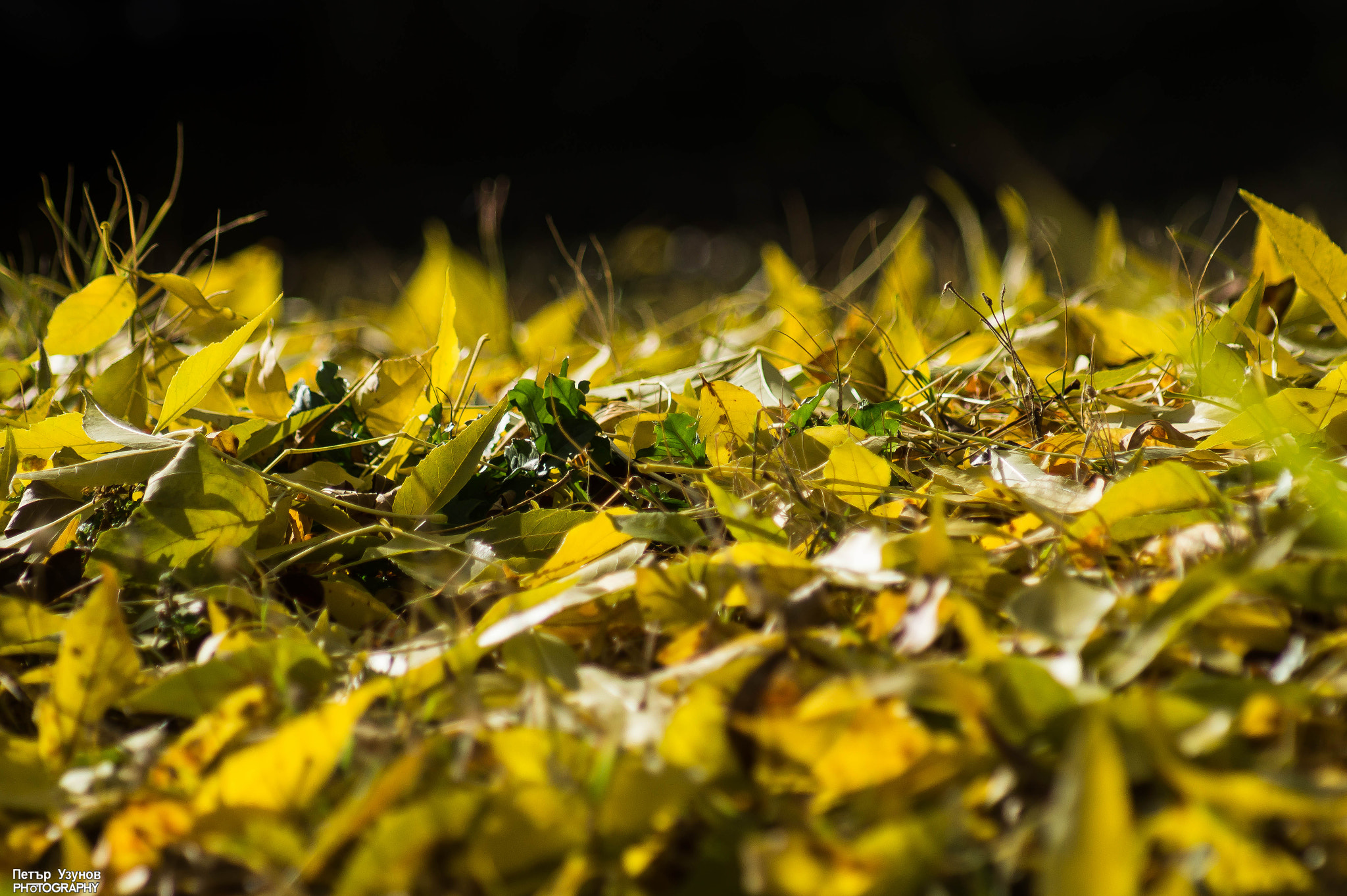 Sony 75-300mm F4.5-5.6 sample photo. Fall photography