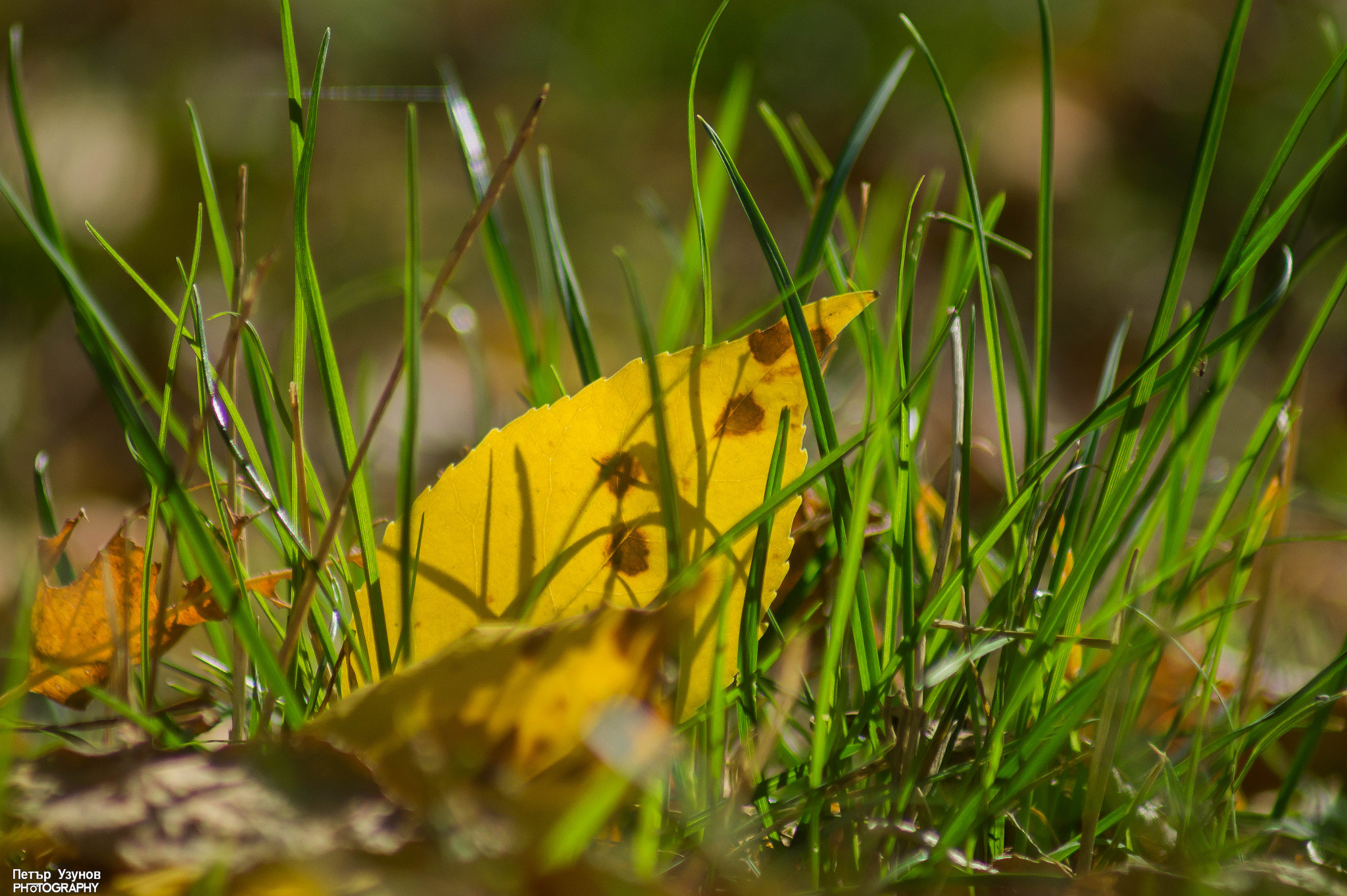 Sony 75-300mm F4.5-5.6 sample photo. Fall photography