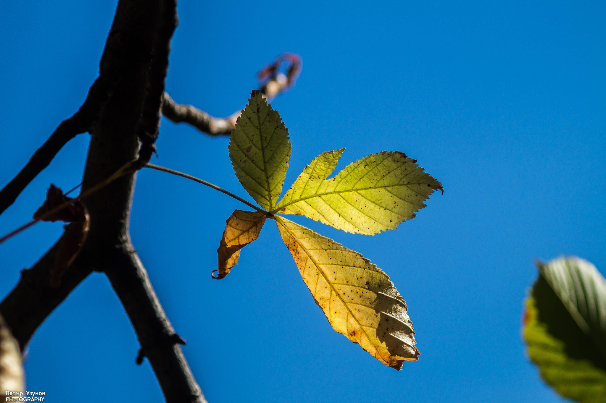 Sony 75-300mm F4.5-5.6 sample photo. Contrast photography