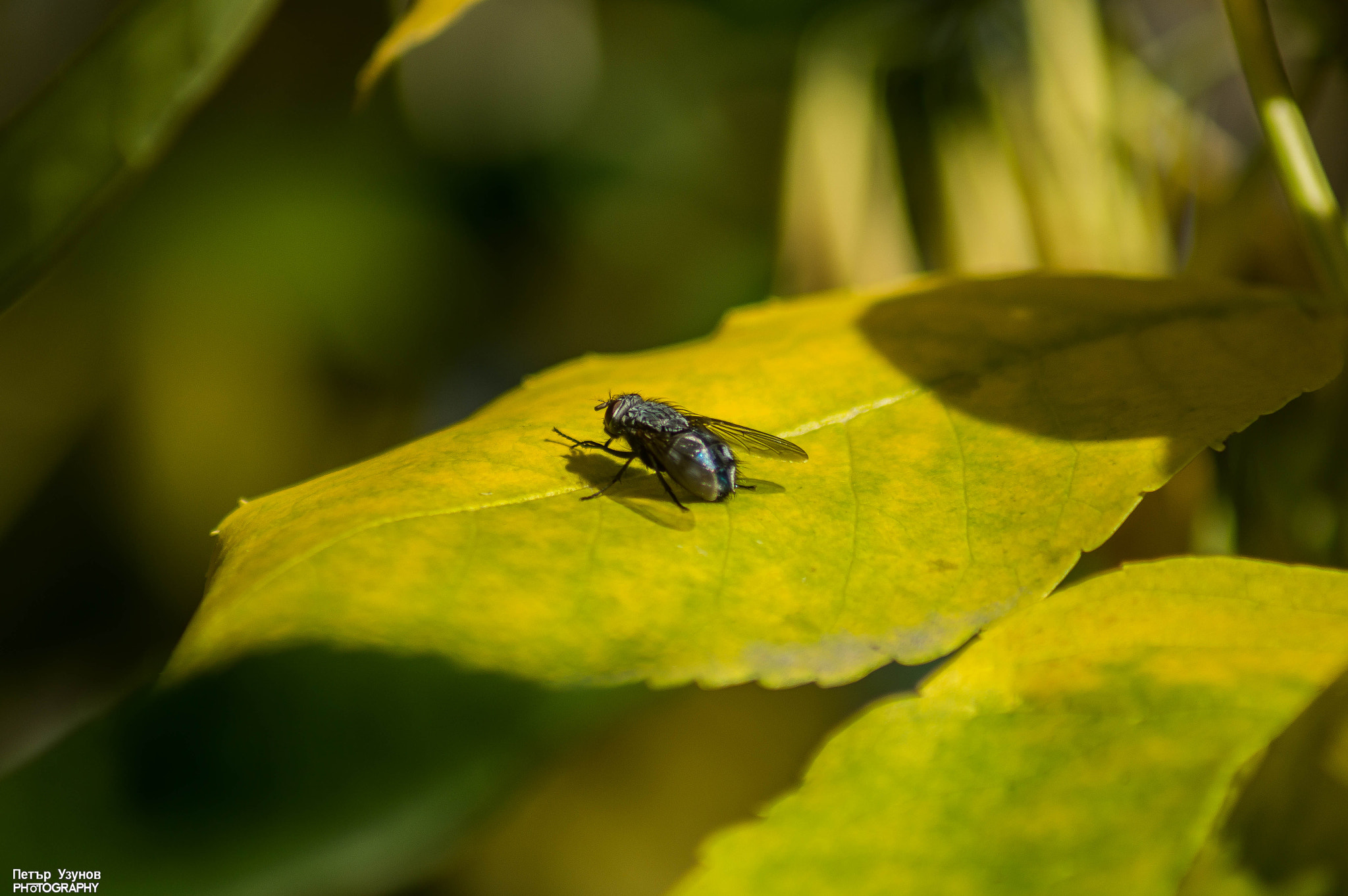 Sony 75-300mm F4.5-5.6 sample photo. Macro photography