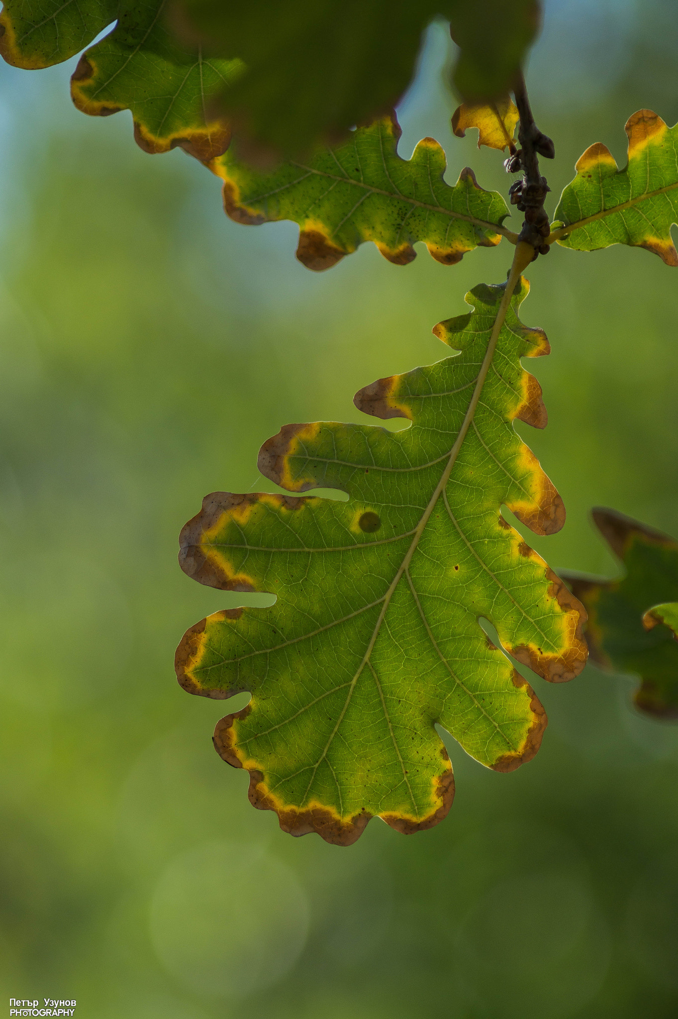 Sony 75-300mm F4.5-5.6 sample photo. Fall photography