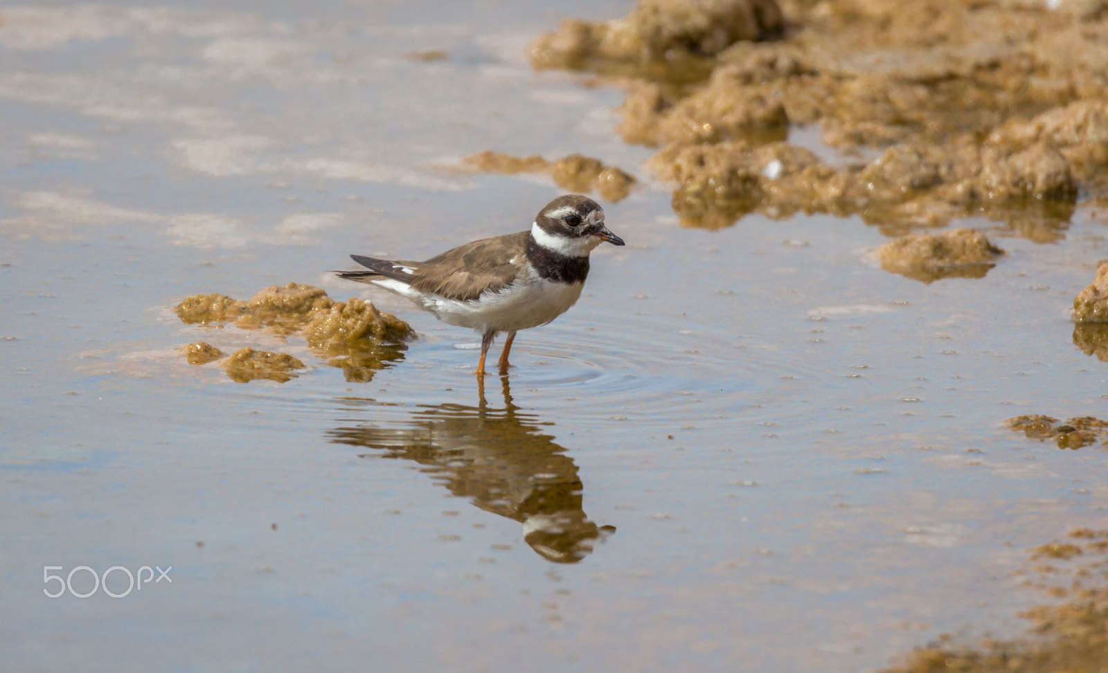 Canon EOS 700D (EOS Rebel T5i / EOS Kiss X7i) + Tamron SP 150-600mm F5-6.3 Di VC USD sample photo. Kentish plover in the water photography