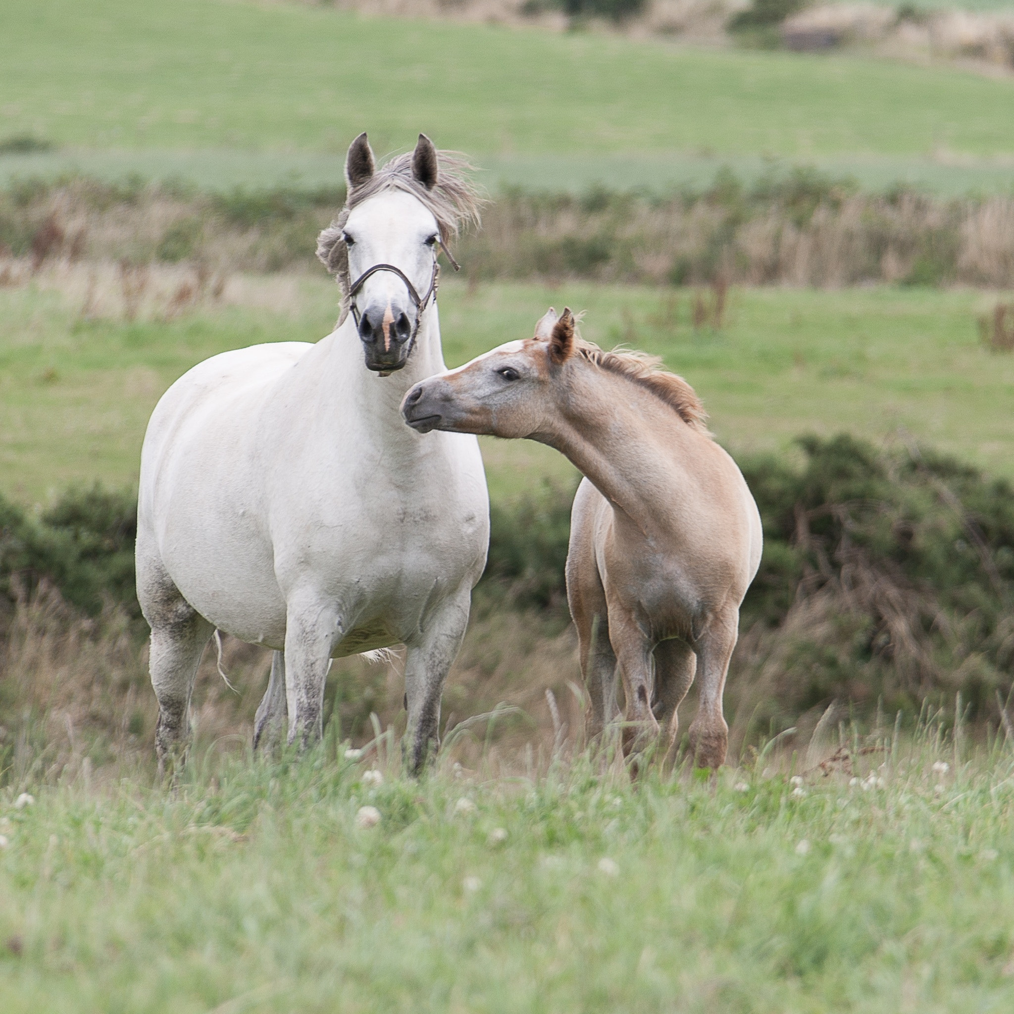 Canon EOS-1Ds Mark III sample photo. Connemara pony & foal photography
