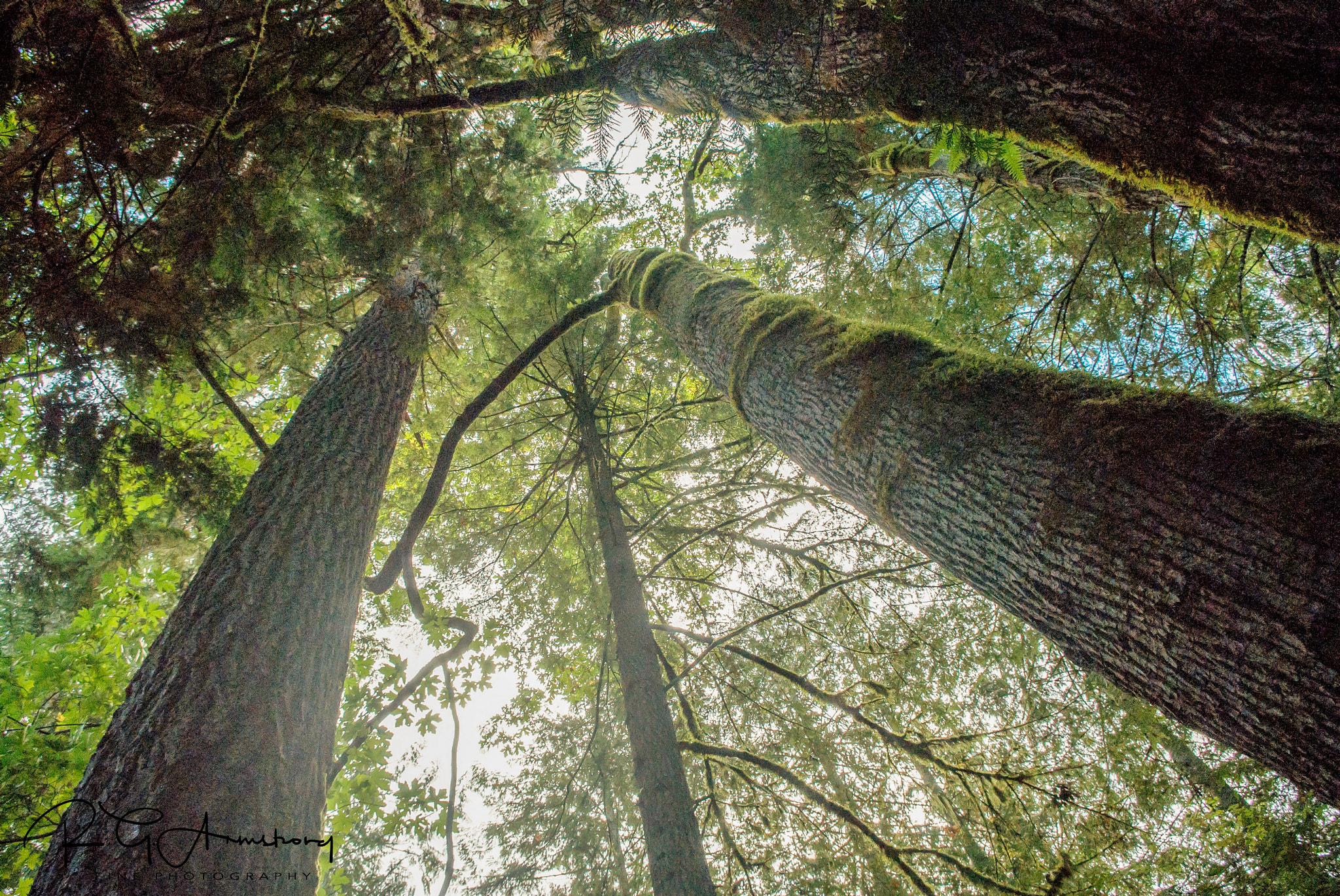 Pentax K200D sample photo. Towering timber photography