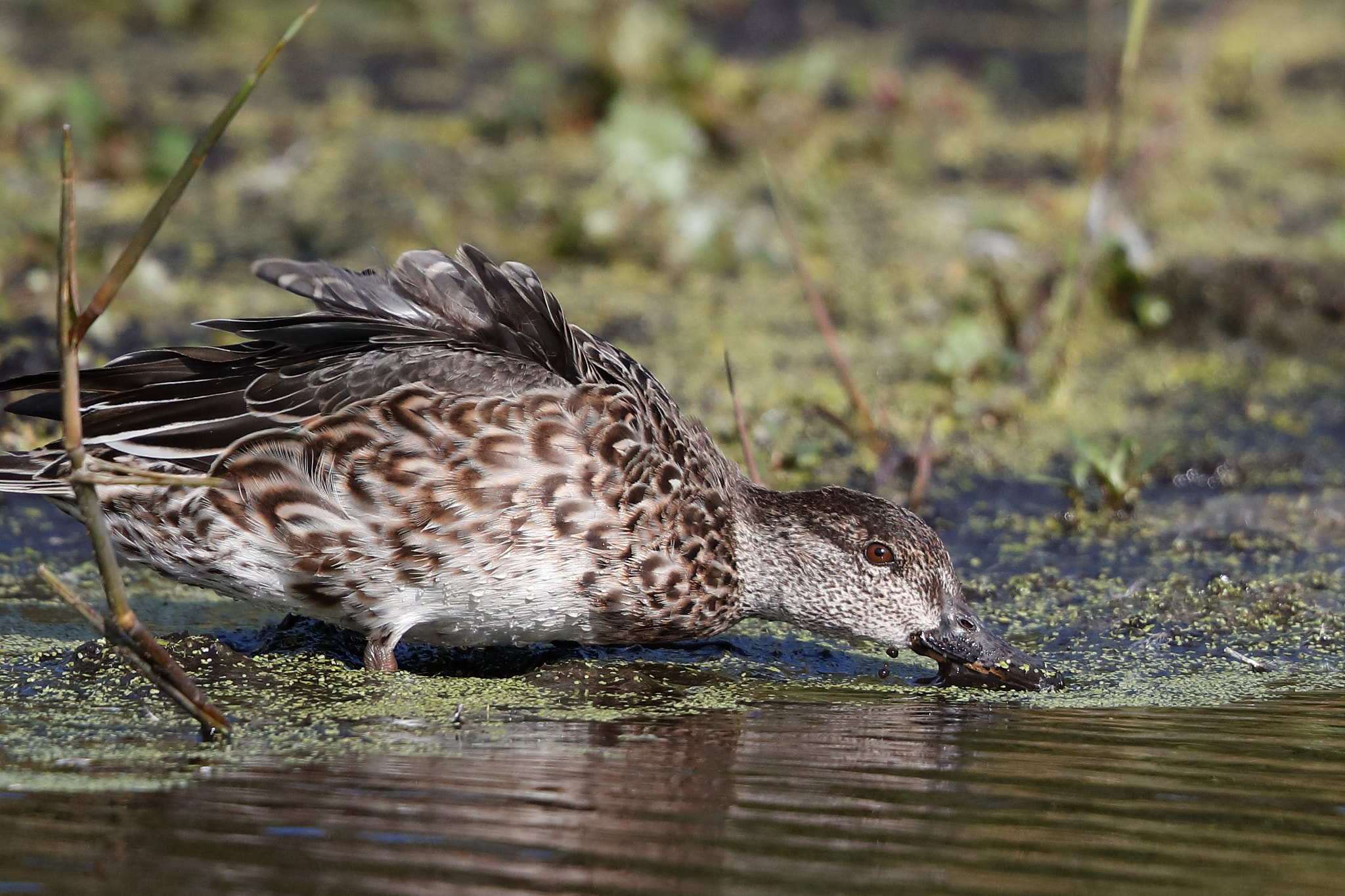 Canon EF 500mm F4L IS II USM sample photo. Duckweed photography