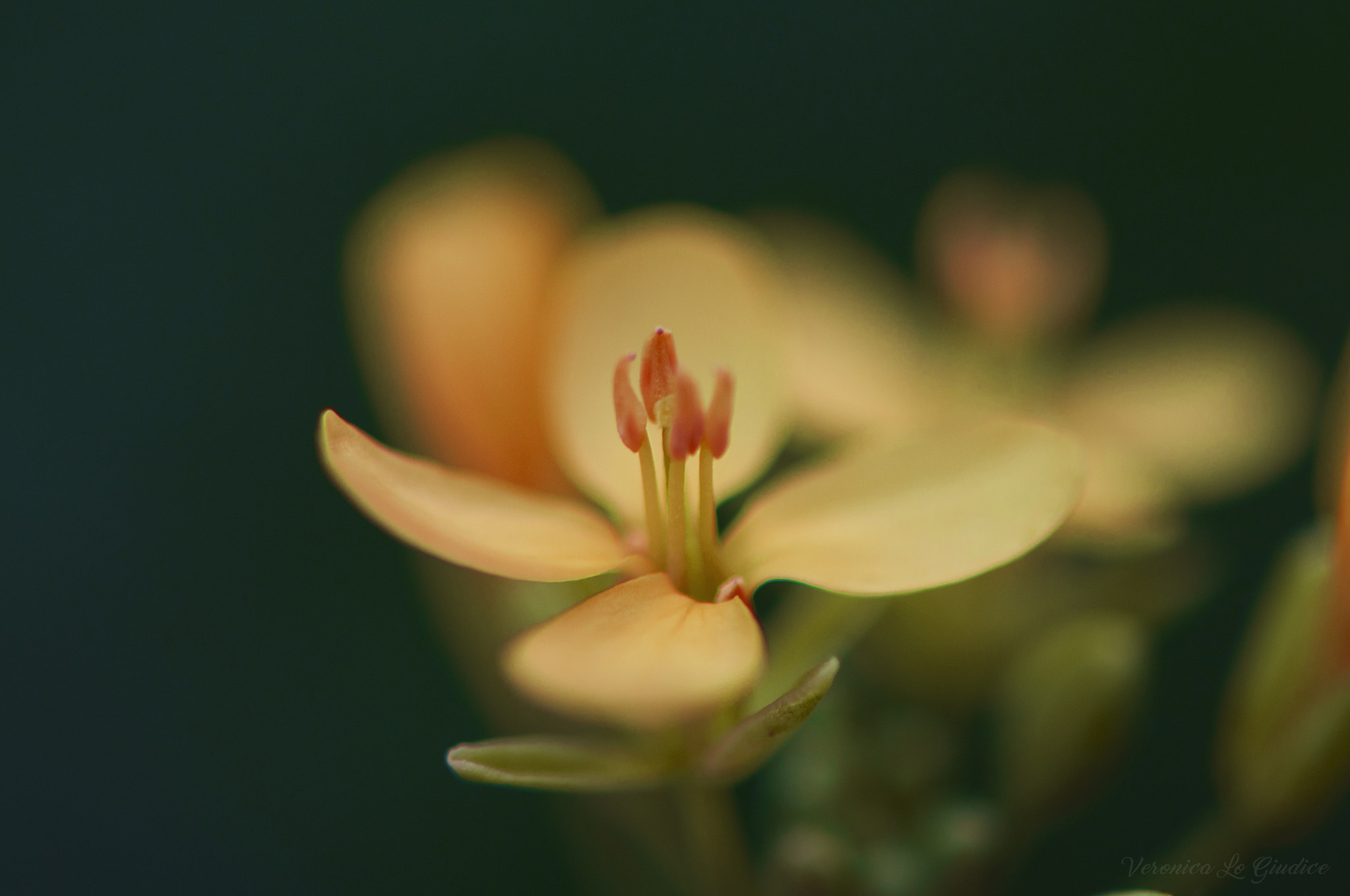 Nikon AF-S DX Micro-Nikkor 85mm F3.5G ED VR sample photo. Wildflowers photography